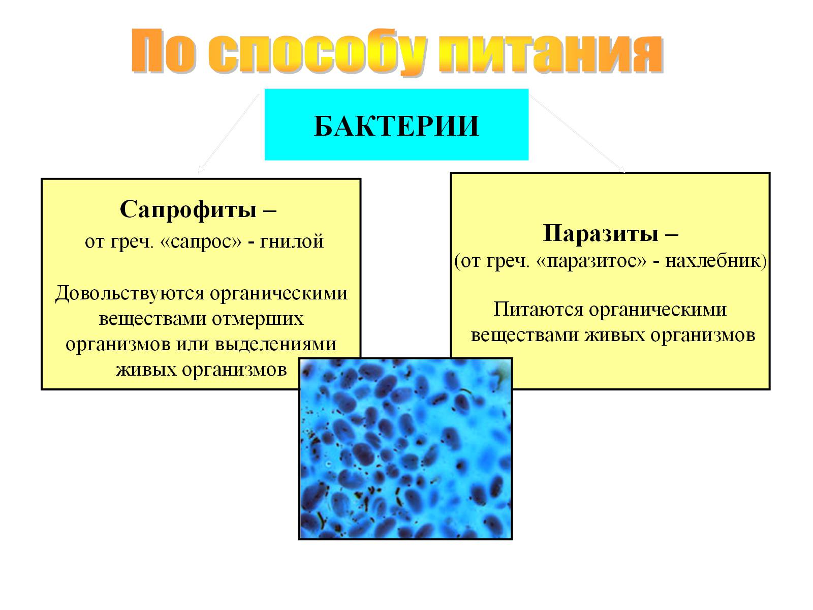 Презентація на тему «Бактерии» - Слайд #5