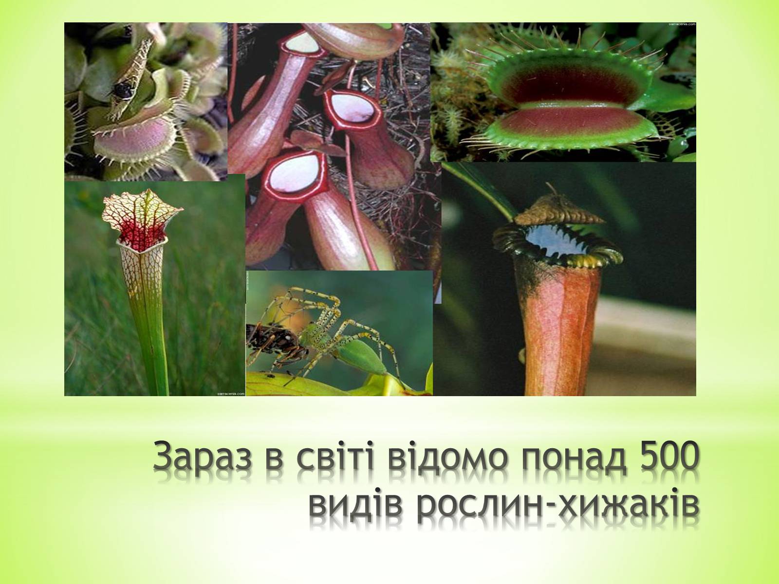 Презентація на тему «Хижаки-дивовижні рослини» - Слайд #8