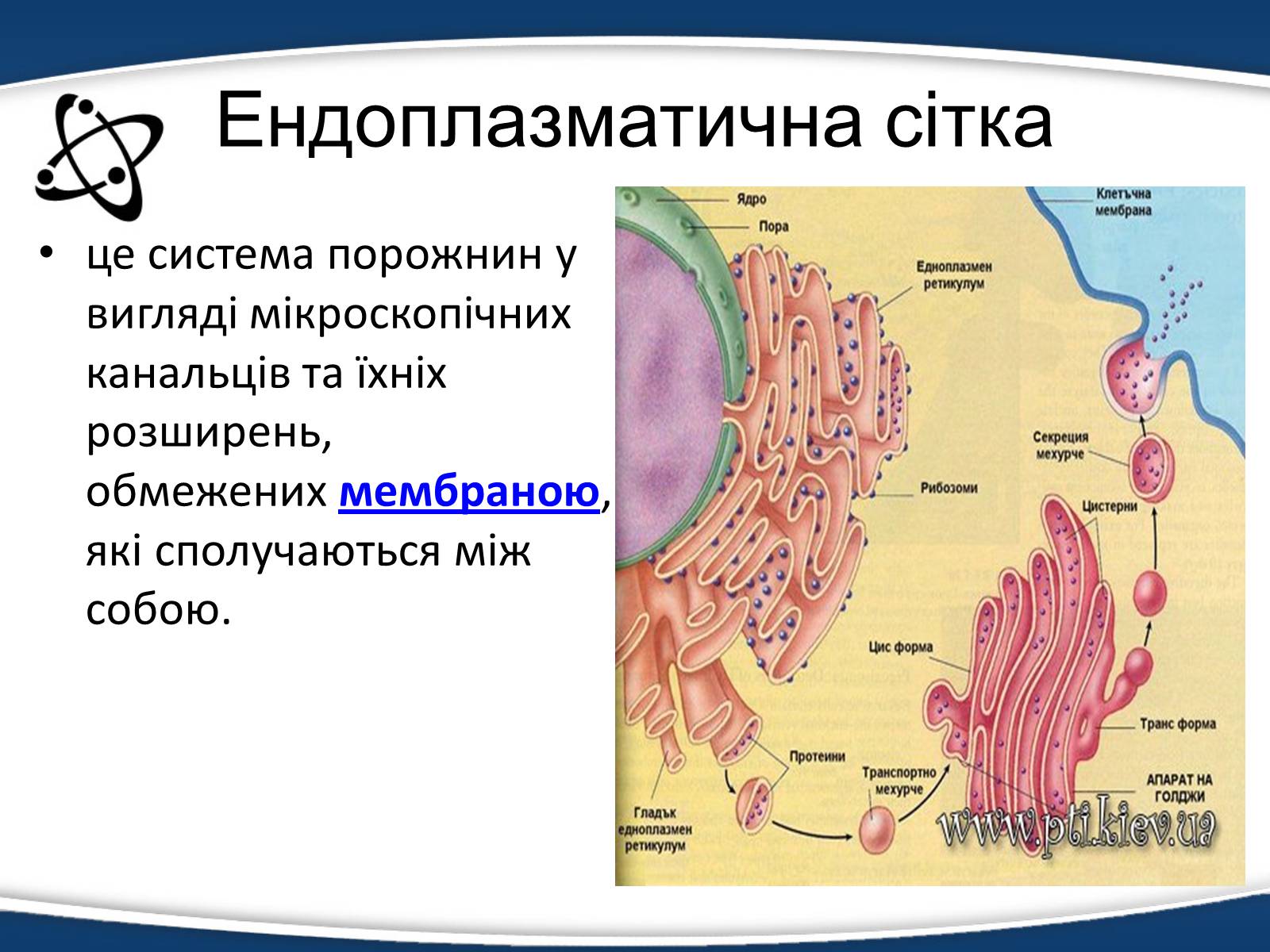 Презентація на тему «Одномембранні органели» (варіант 1) - Слайд #2