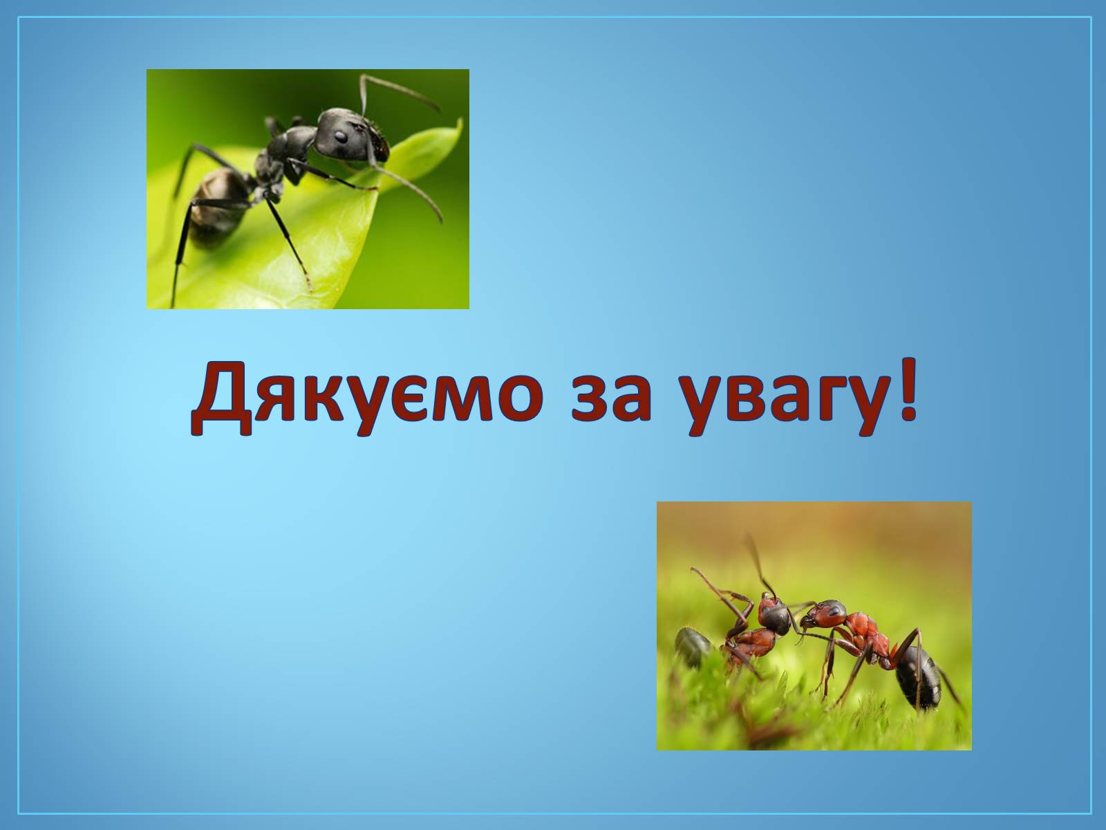 Презентація на тему «Про мурах з мурашника» - Слайд #12
