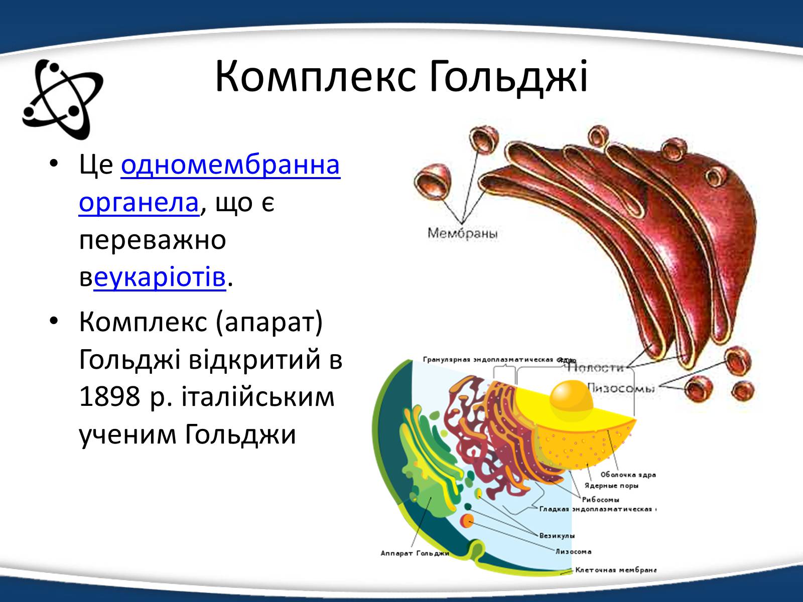 Презентація на тему «Одномембранні органели» (варіант 1) - Слайд #6