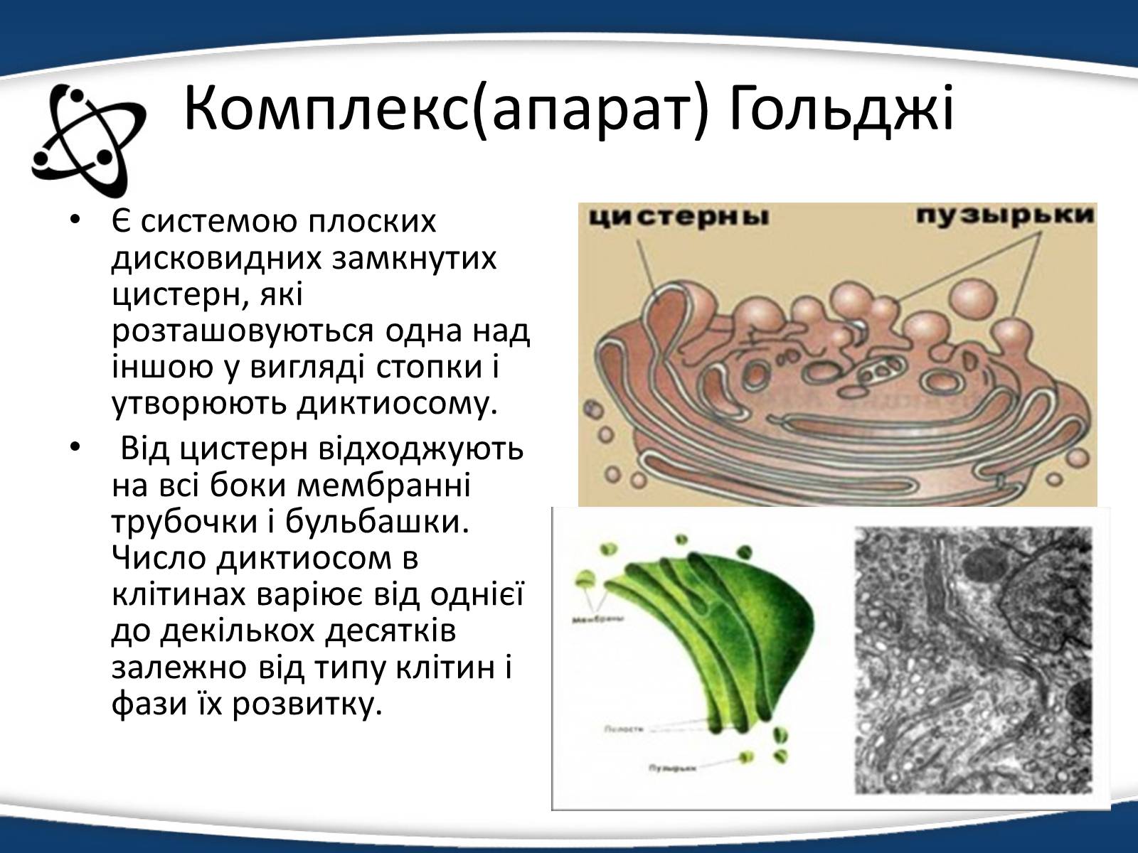 Презентація на тему «Одномембранні органели» (варіант 1) - Слайд #7