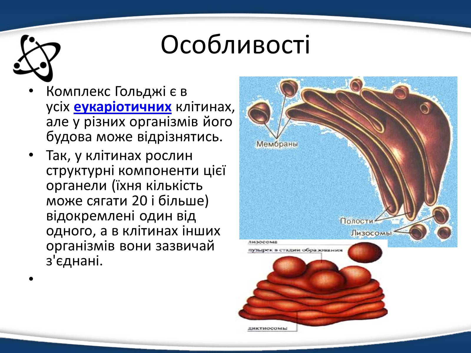 Презентація на тему «Одномембранні органели» (варіант 1) - Слайд #8