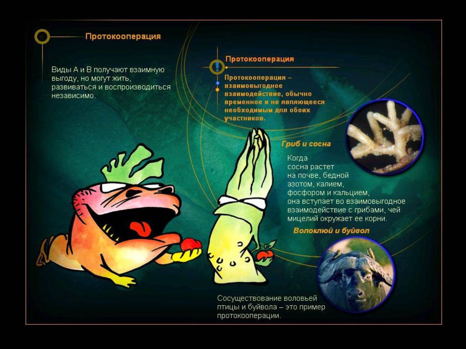 Презентація на тему «Взаимоотношения между организмами» - Слайд #6