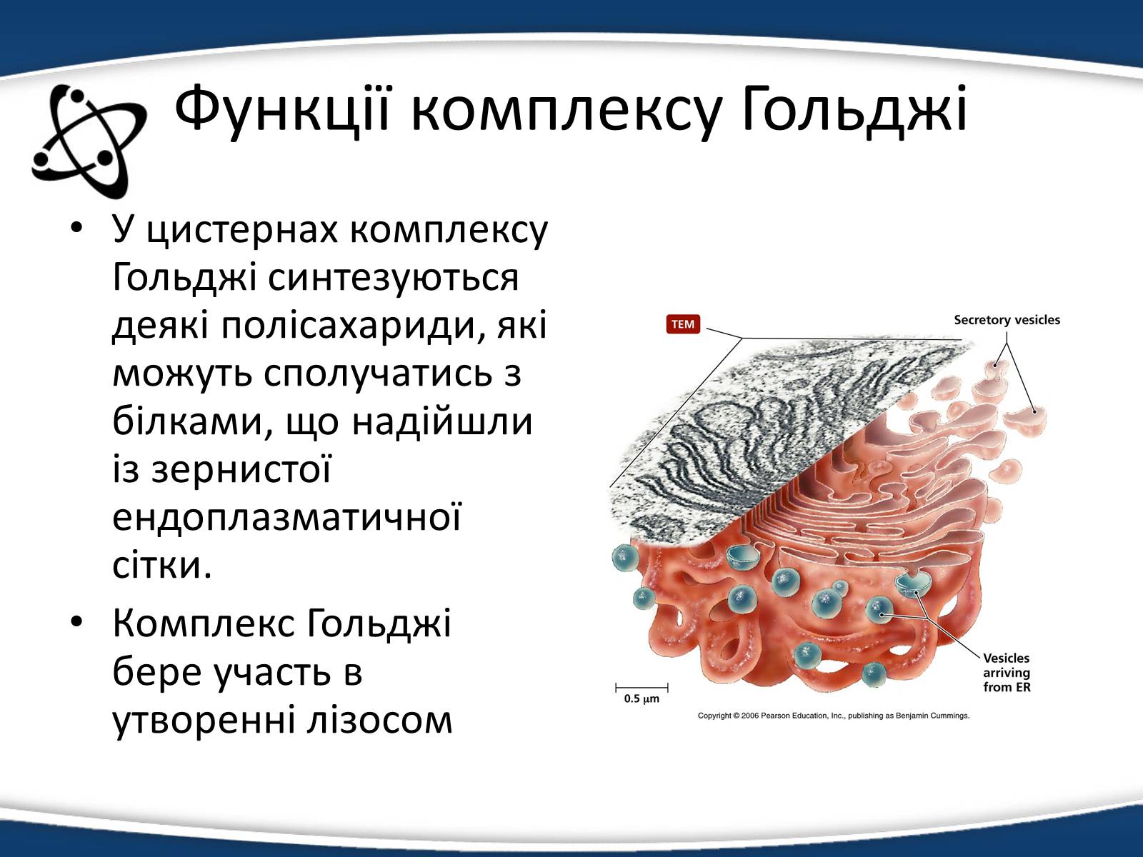 Презентація на тему «Одномембранні органели» (варіант 1) - Слайд #10