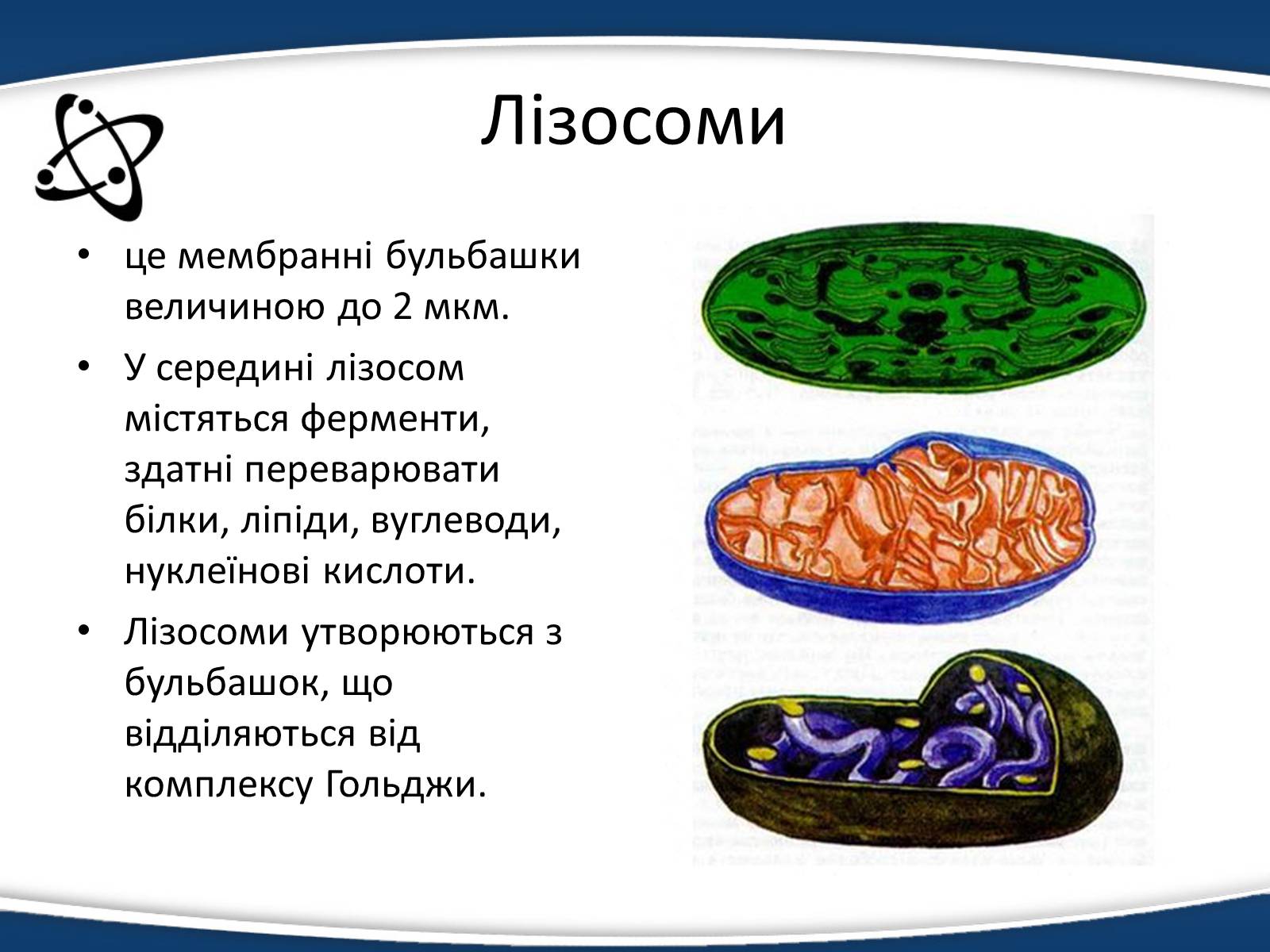 Презентація на тему «Одномембранні органели» (варіант 1) - Слайд #11