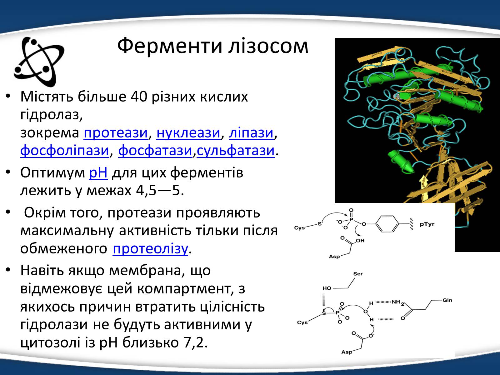 Презентація на тему «Одномембранні органели» (варіант 1) - Слайд #14