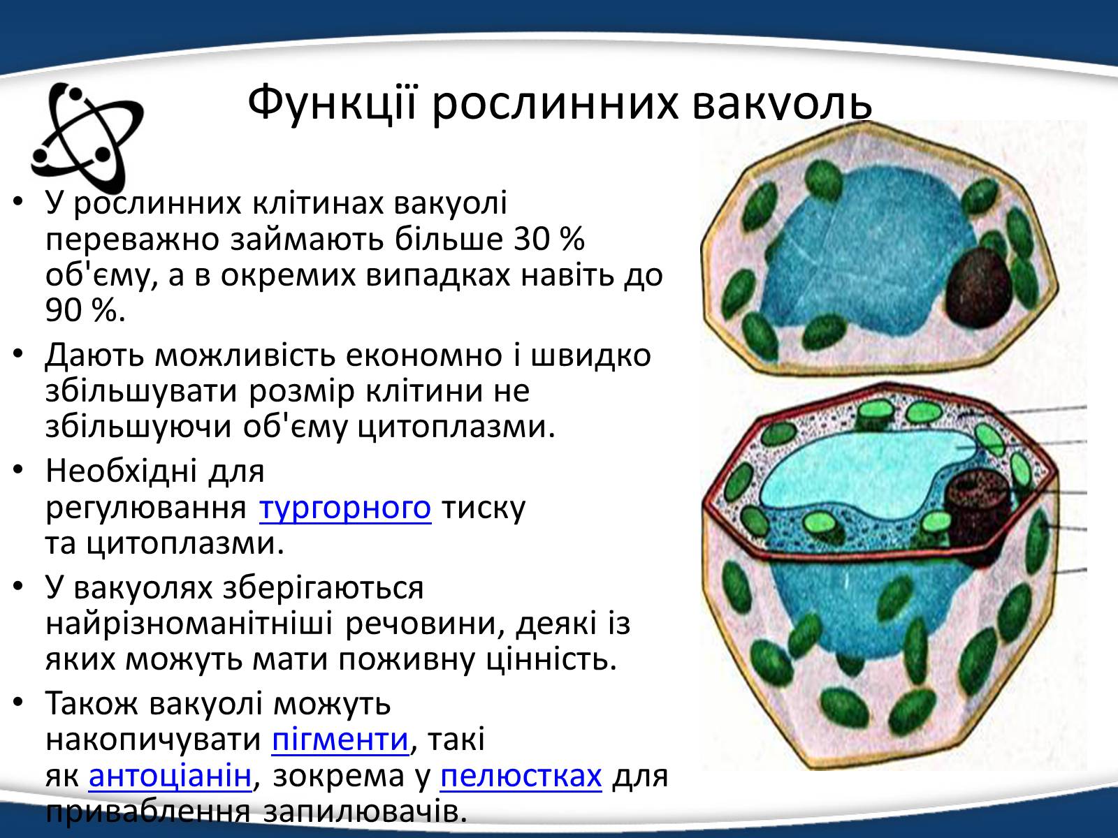Презентація на тему «Одномембранні органели» (варіант 1) - Слайд #16