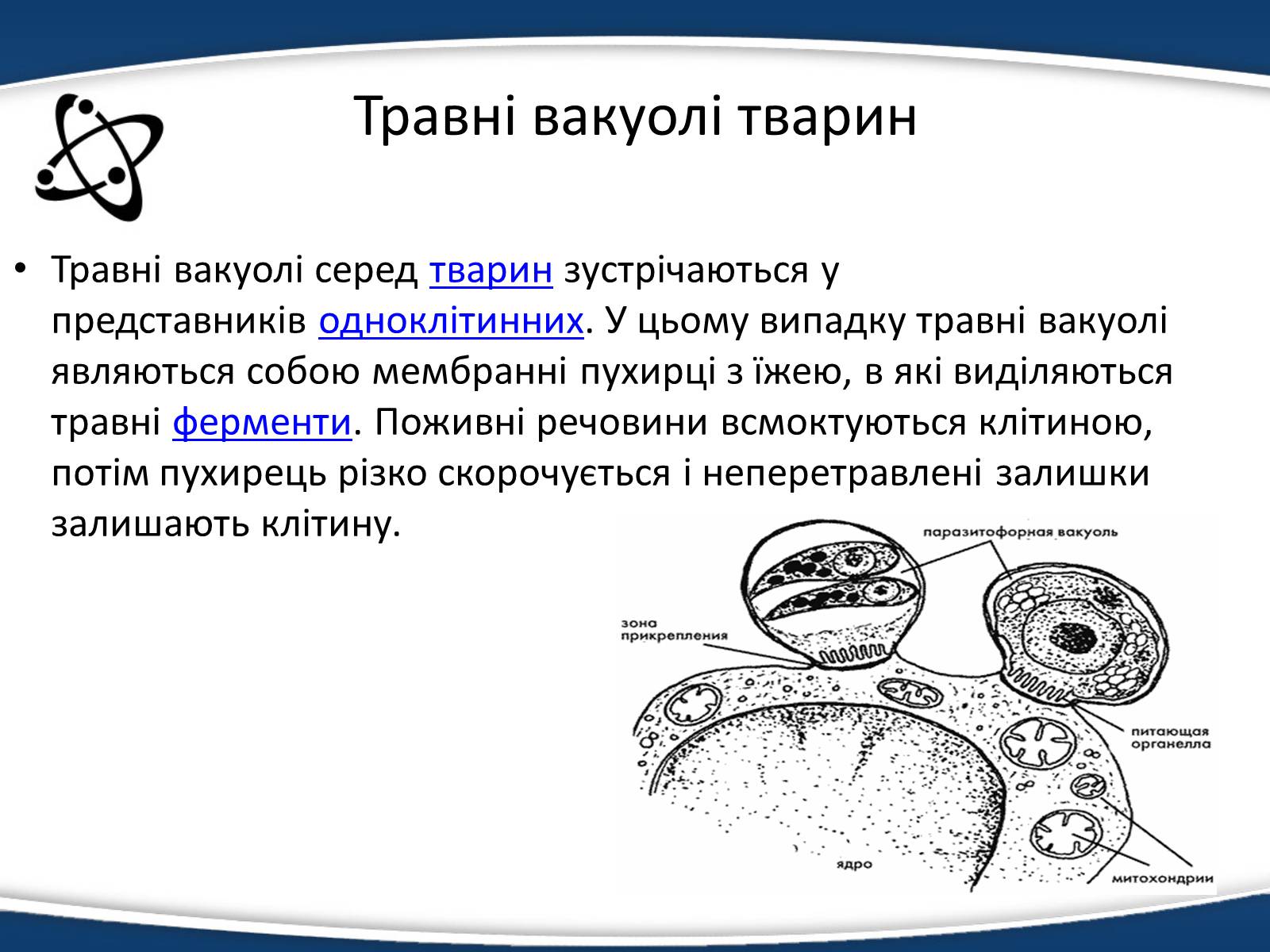 Презентація на тему «Одномембранні органели» (варіант 1) - Слайд #18