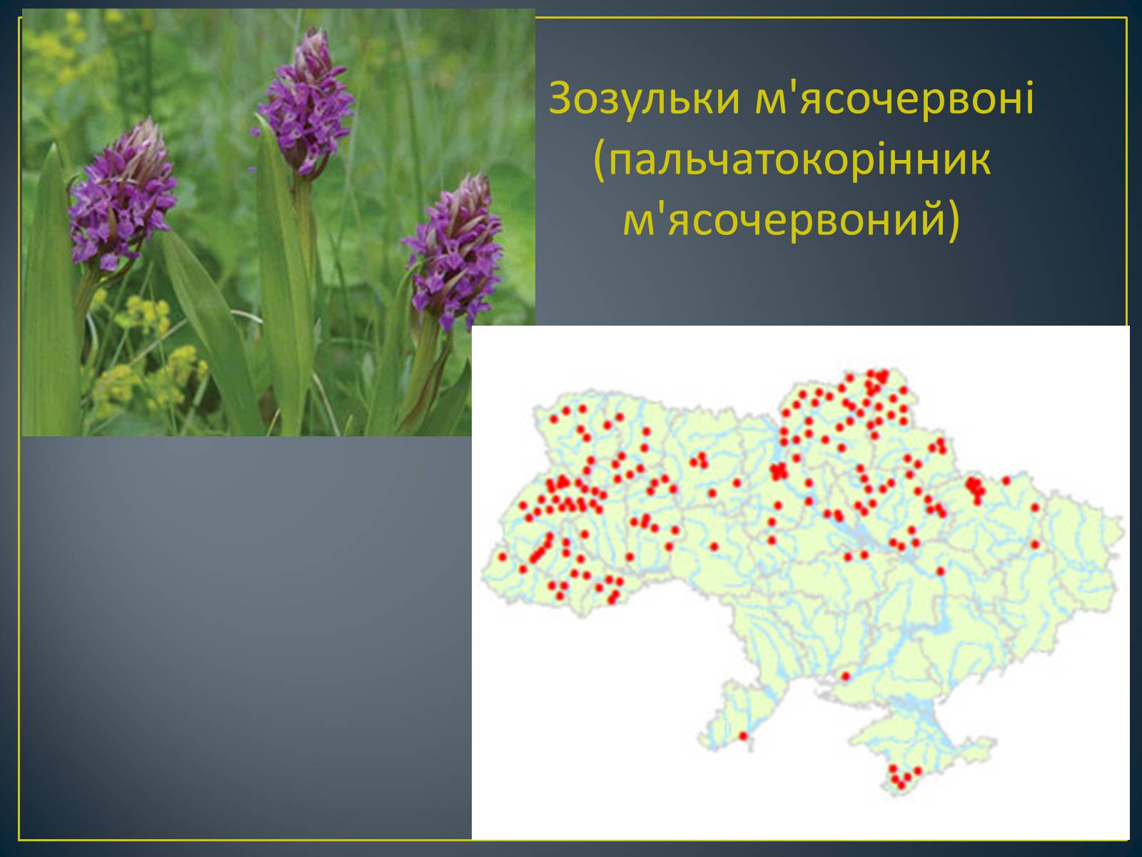 Презентація на тему «Екологічна ситуація в Україні» (варіант 1) - Слайд #107