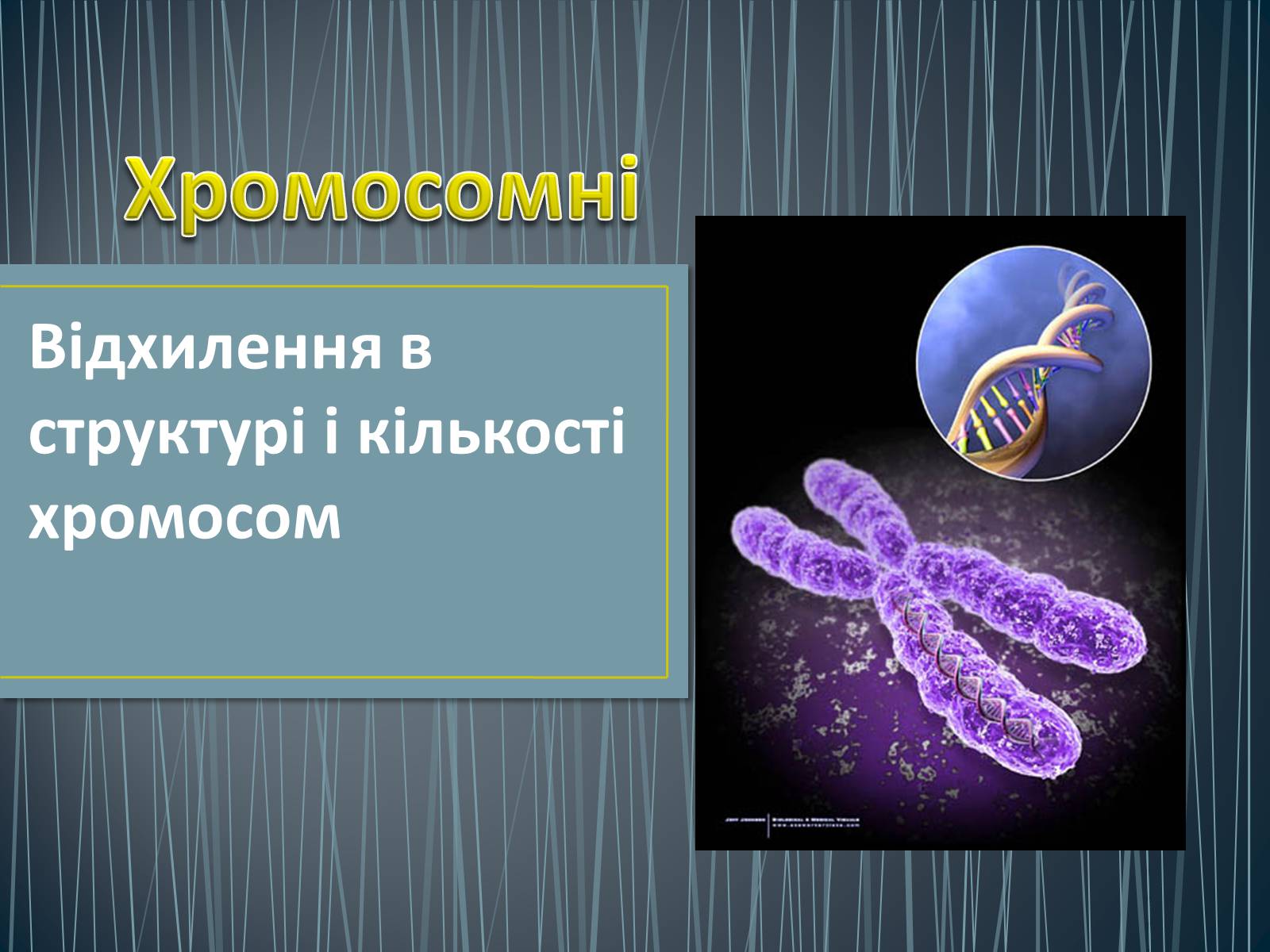 Презентація на тему «Типи генетичних хвороб людини» (варіант 2) - Слайд #14