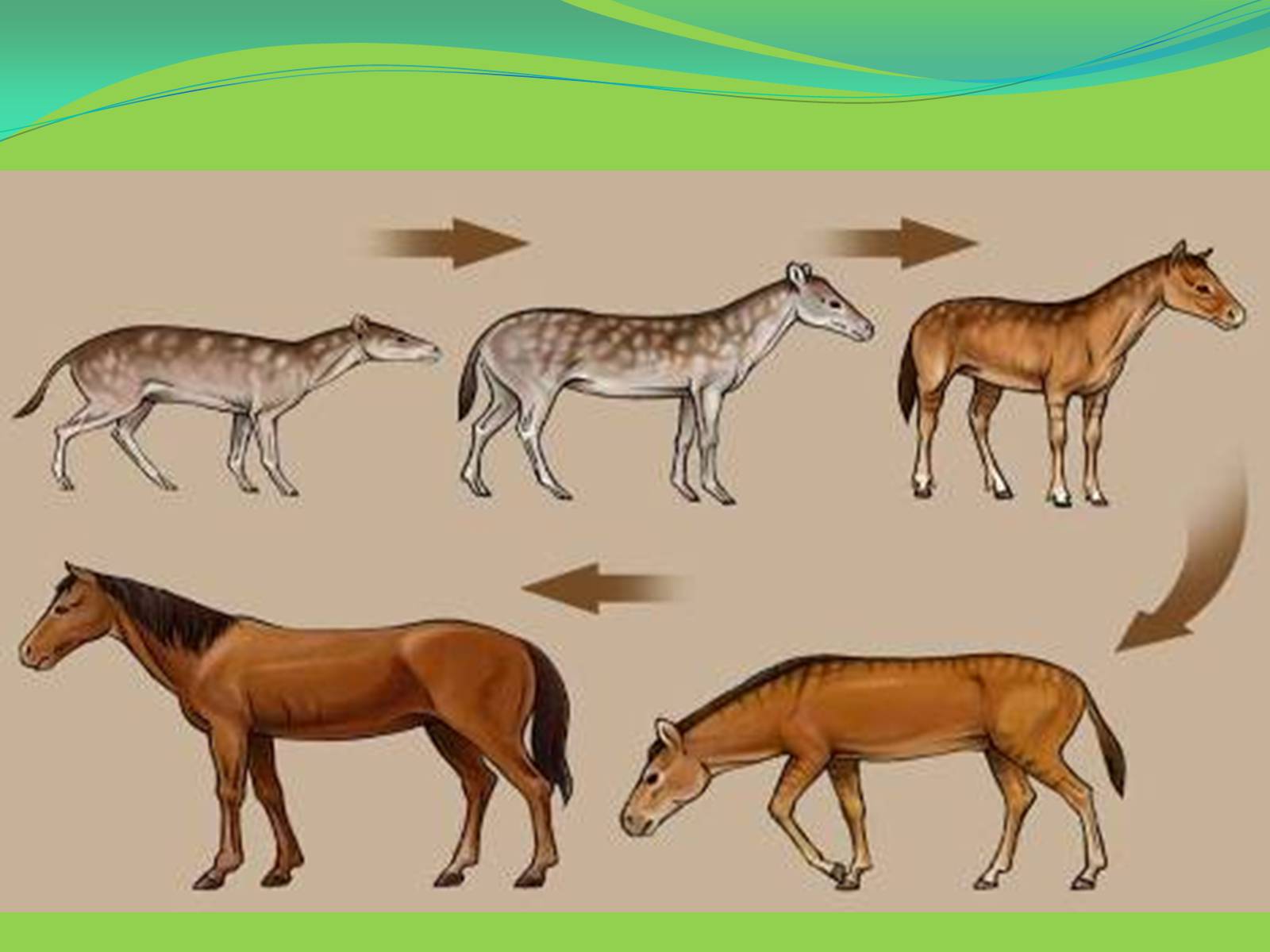Эволюционные изменения происходят на. Эволюция филогенетический ряд лошади. Эогиппус филогенетический ряд. Филетическое видообразование. Эогиппус предок лошади.