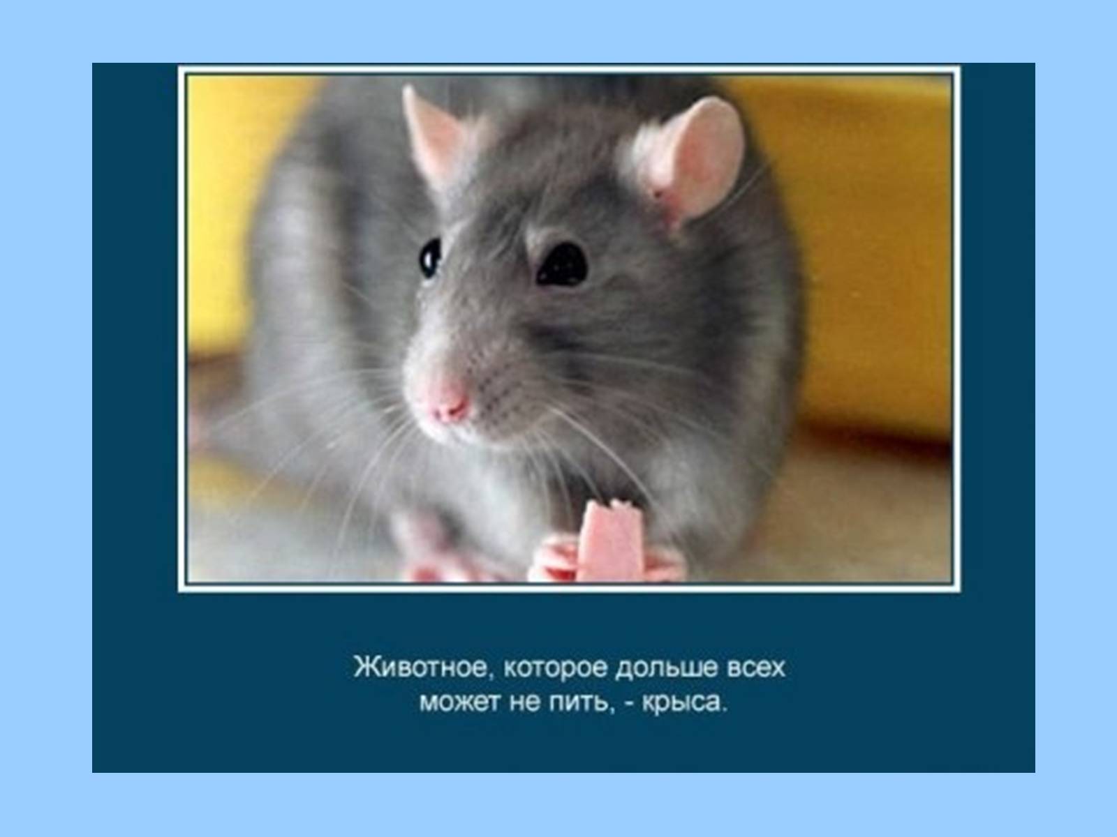 Презентація на тему «Интересные факты из жизни животных» - Слайд #12