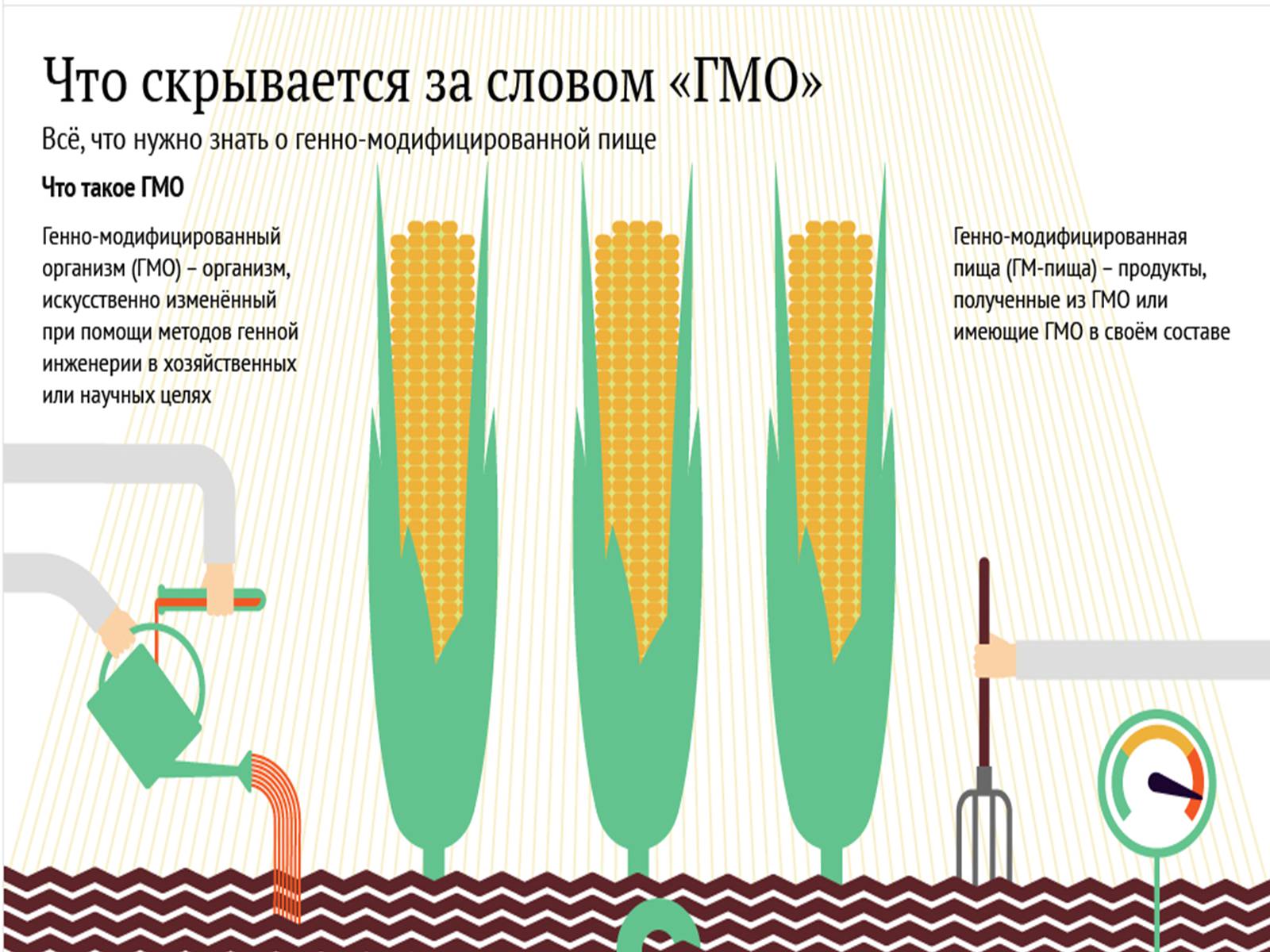 Презентація на тему «ГМО» (варіант 3) - Слайд #3