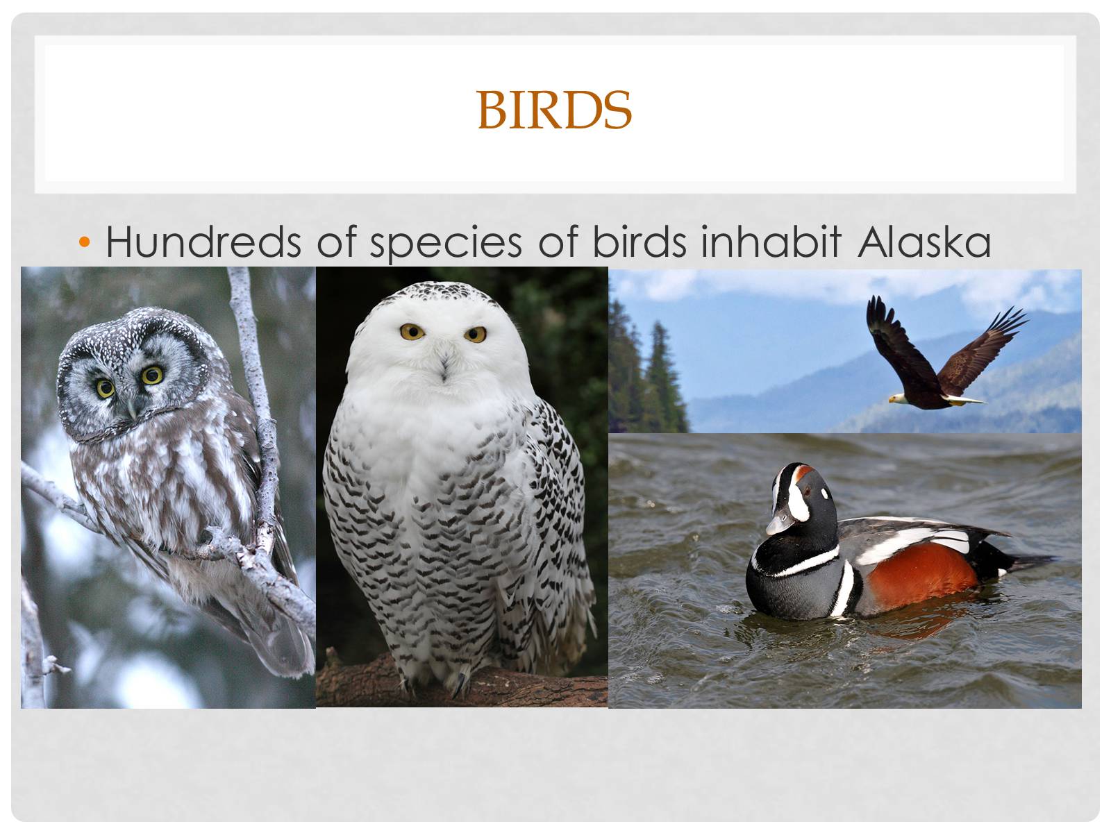 Презентація на тему «Alaska» - Слайд #9