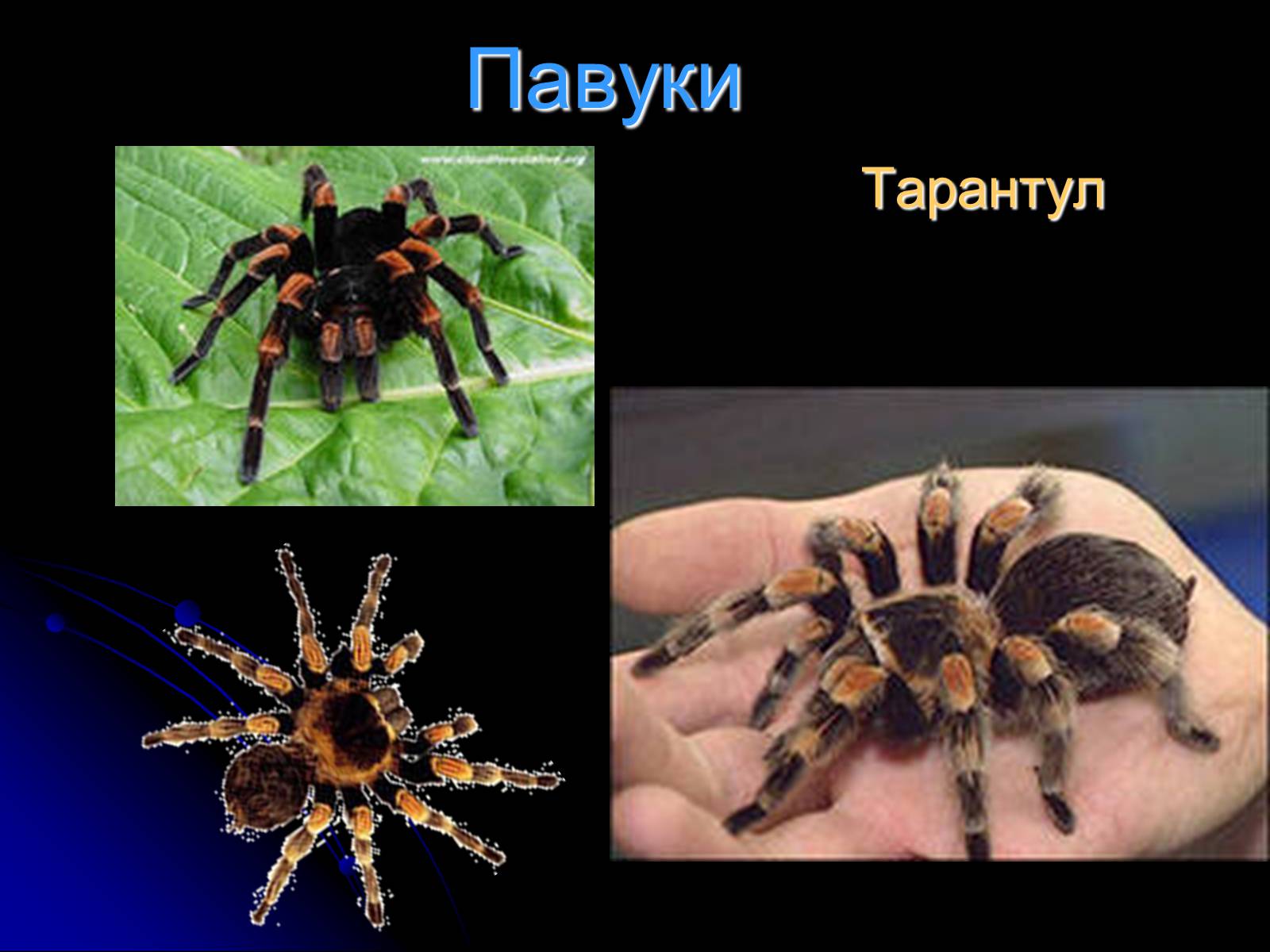 Презентація на тему «Павукоподібні (Arachnida)» - Слайд #5