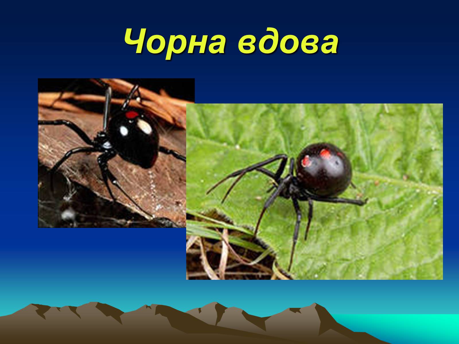 Презентація на тему «Павукоподібні (Arachnida)» - Слайд #6