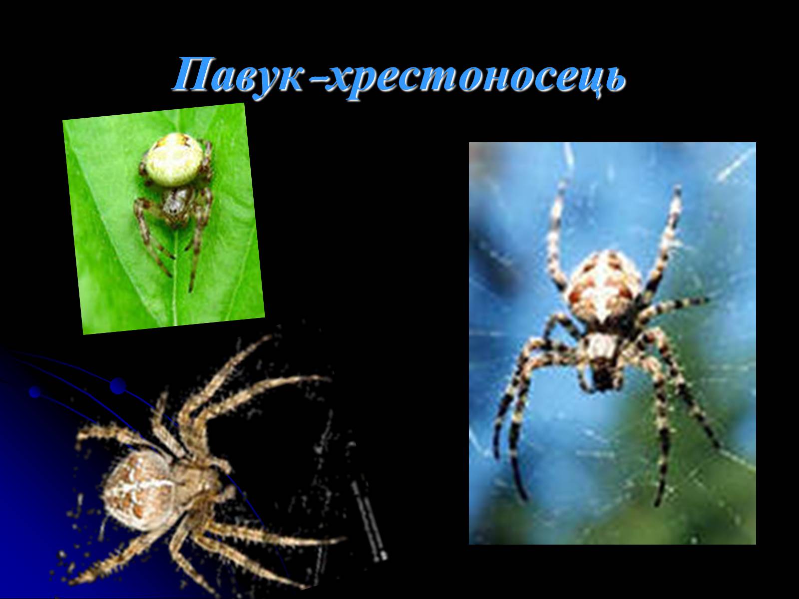 Презентація на тему «Павукоподібні (Arachnida)» - Слайд #8