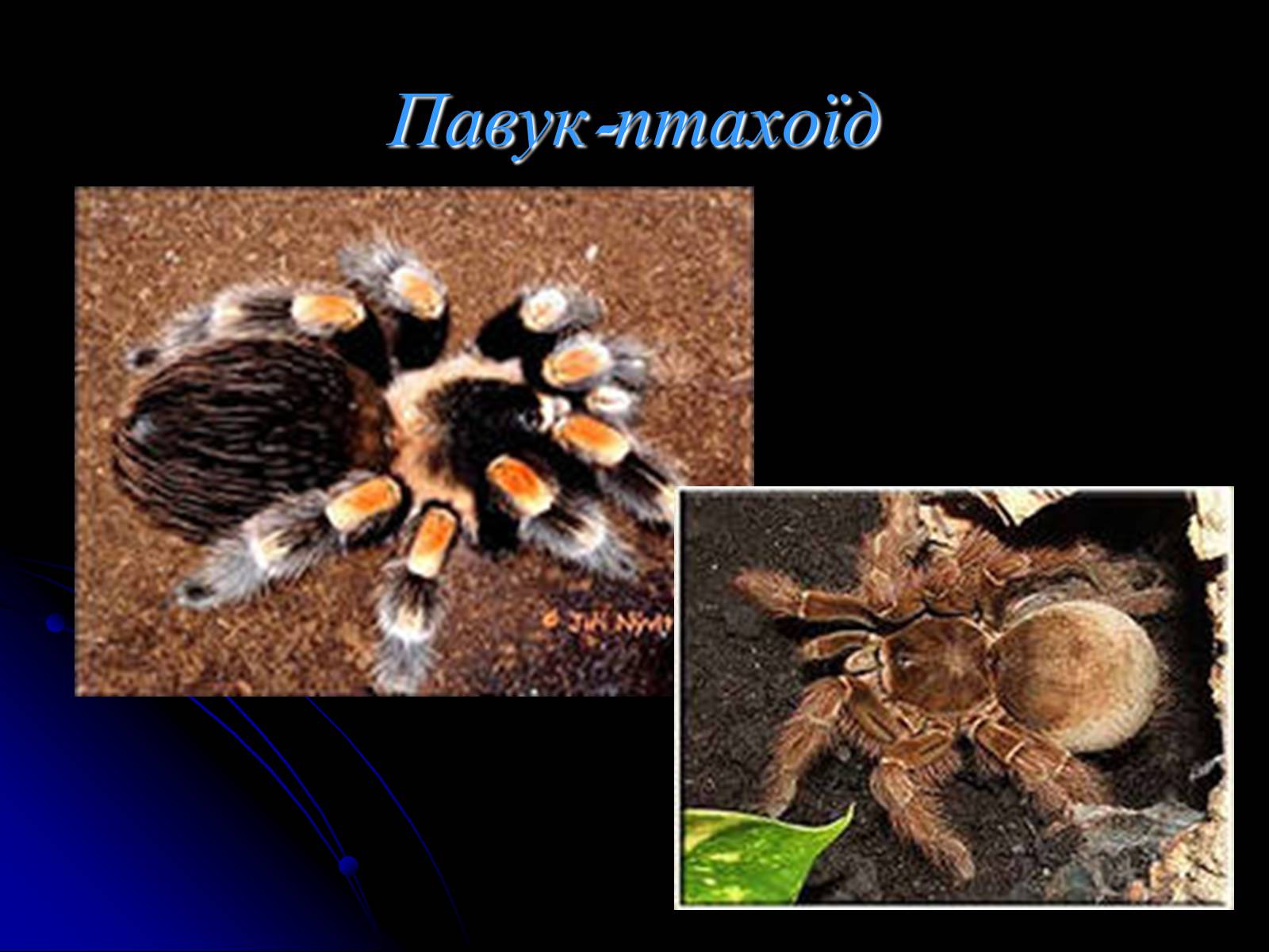 Презентація на тему «Павукоподібні (Arachnida)» - Слайд #9