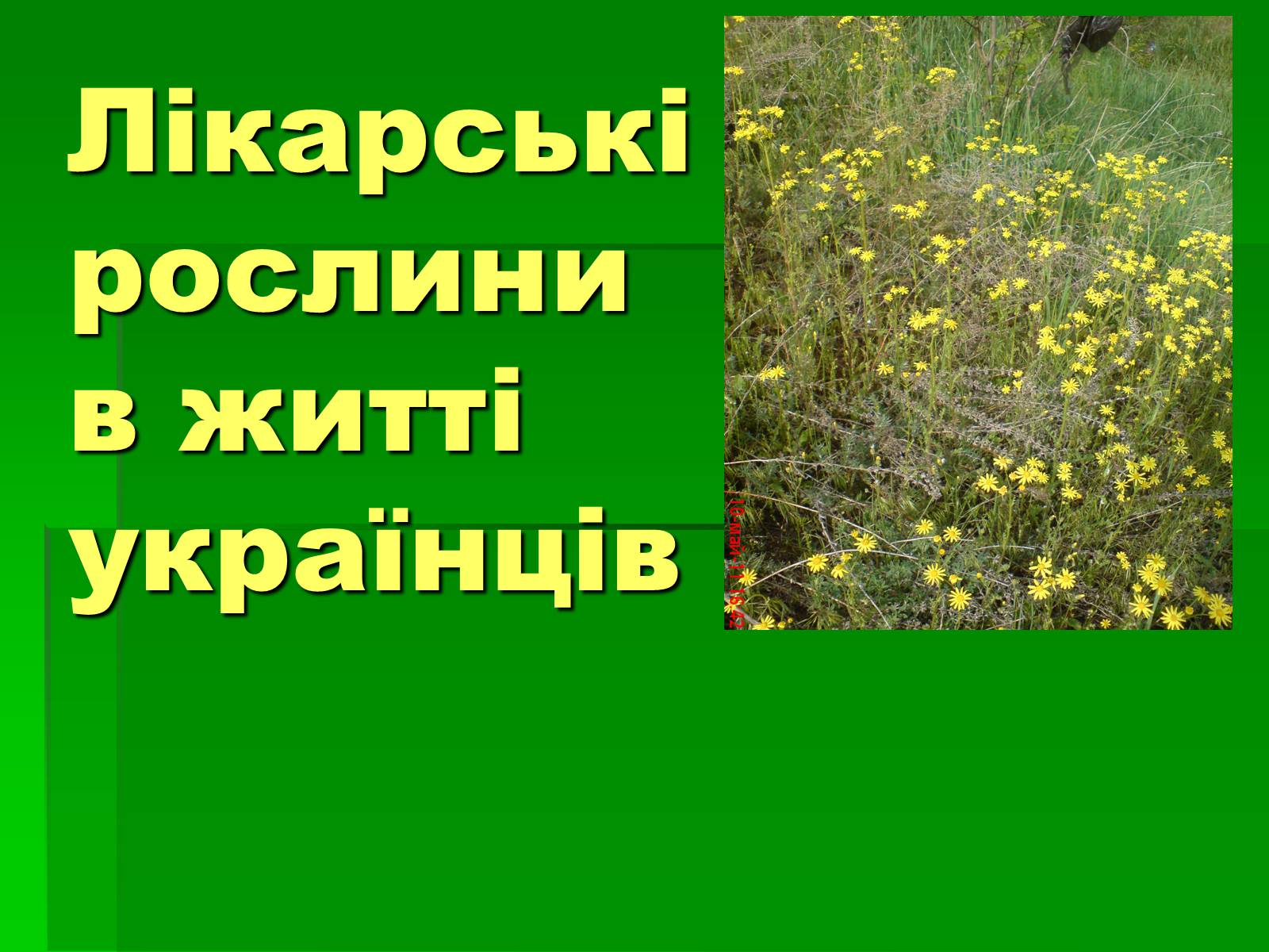 Презентація на тему «Лікарські рослини в житті українців» - Слайд #1
