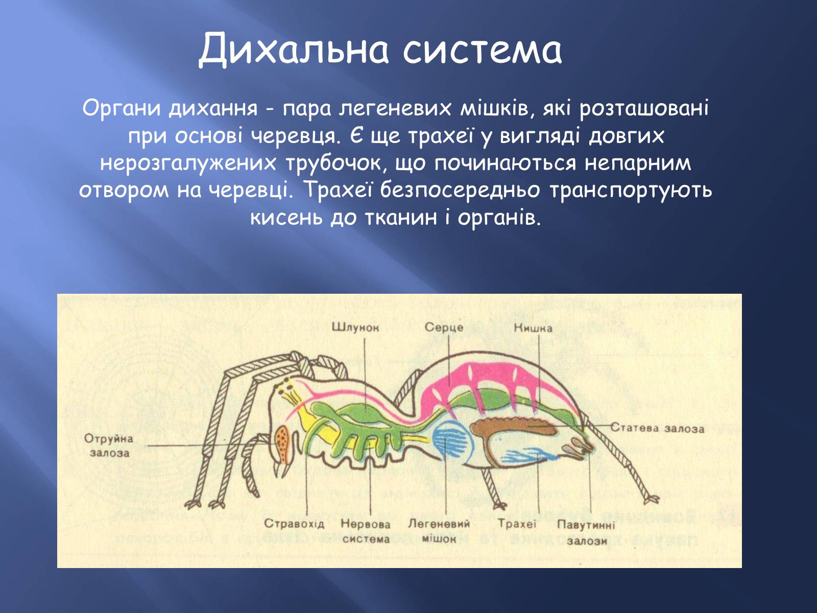 Презентація на тему «Павукоподібні» (варіант 1) - Слайд #3