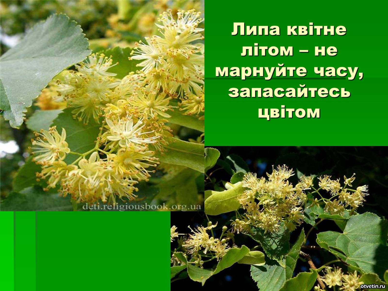 Презентація на тему «Лікарські рослини в житті українців» - Слайд #3