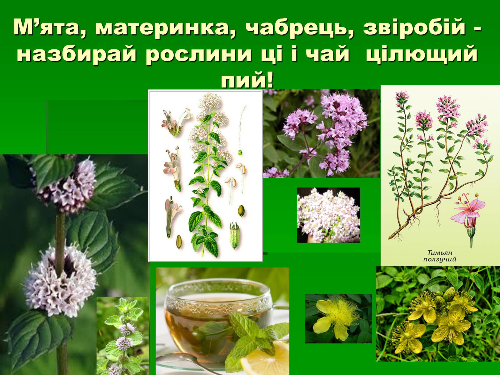Презентація на тему «Лікарські рослини в житті українців» - Слайд #11