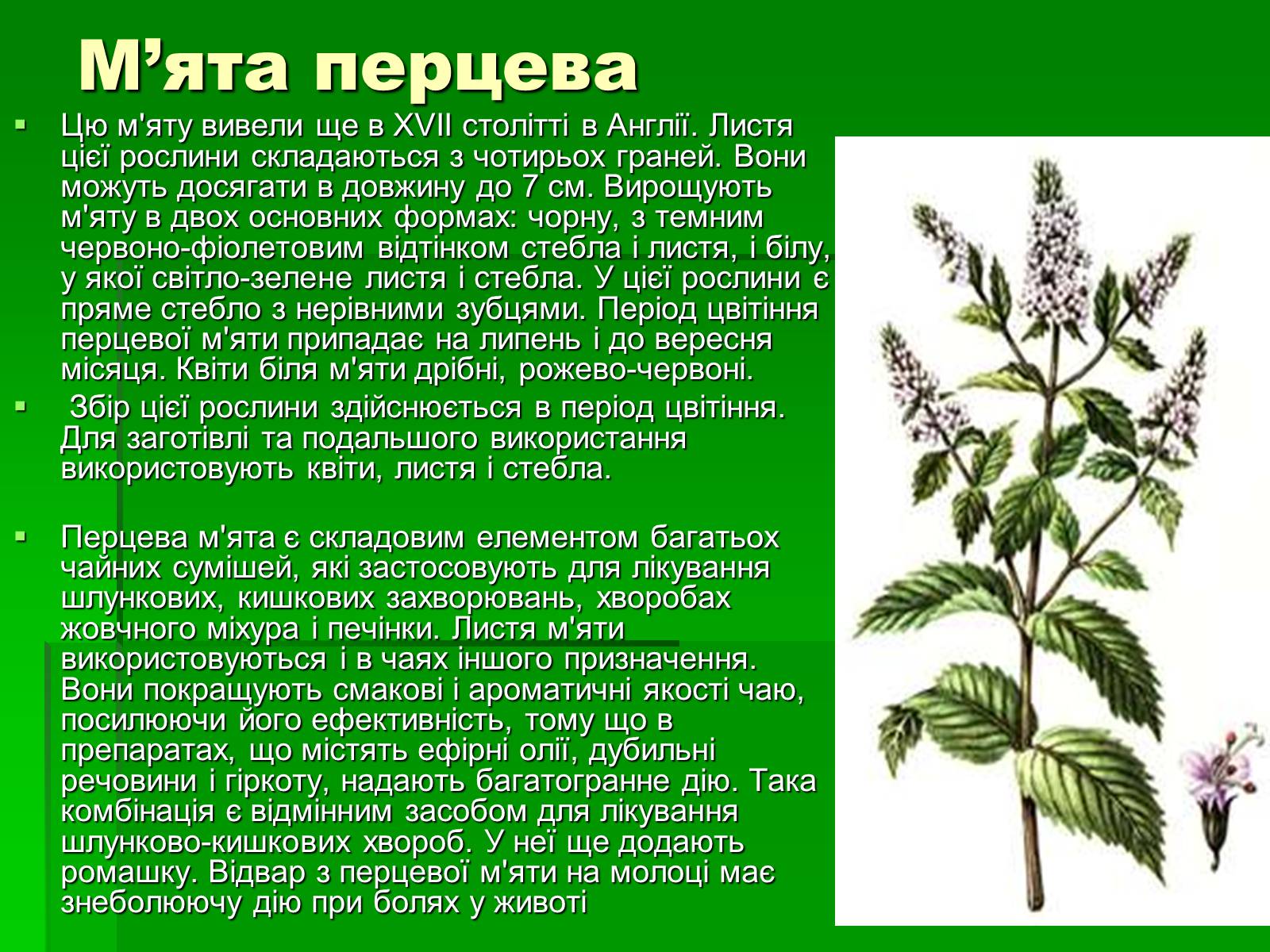 Презентація на тему «Лікарські рослини в житті українців» - Слайд #12