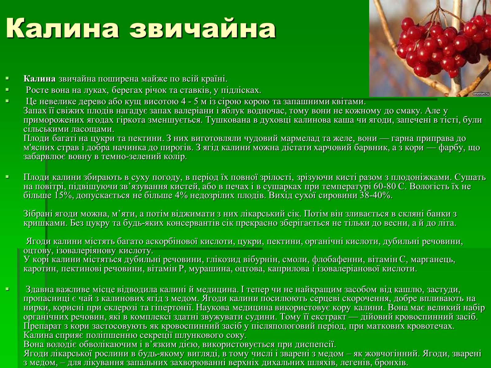 Презентація на тему «Лікарські рослини в житті українців» - Слайд #14