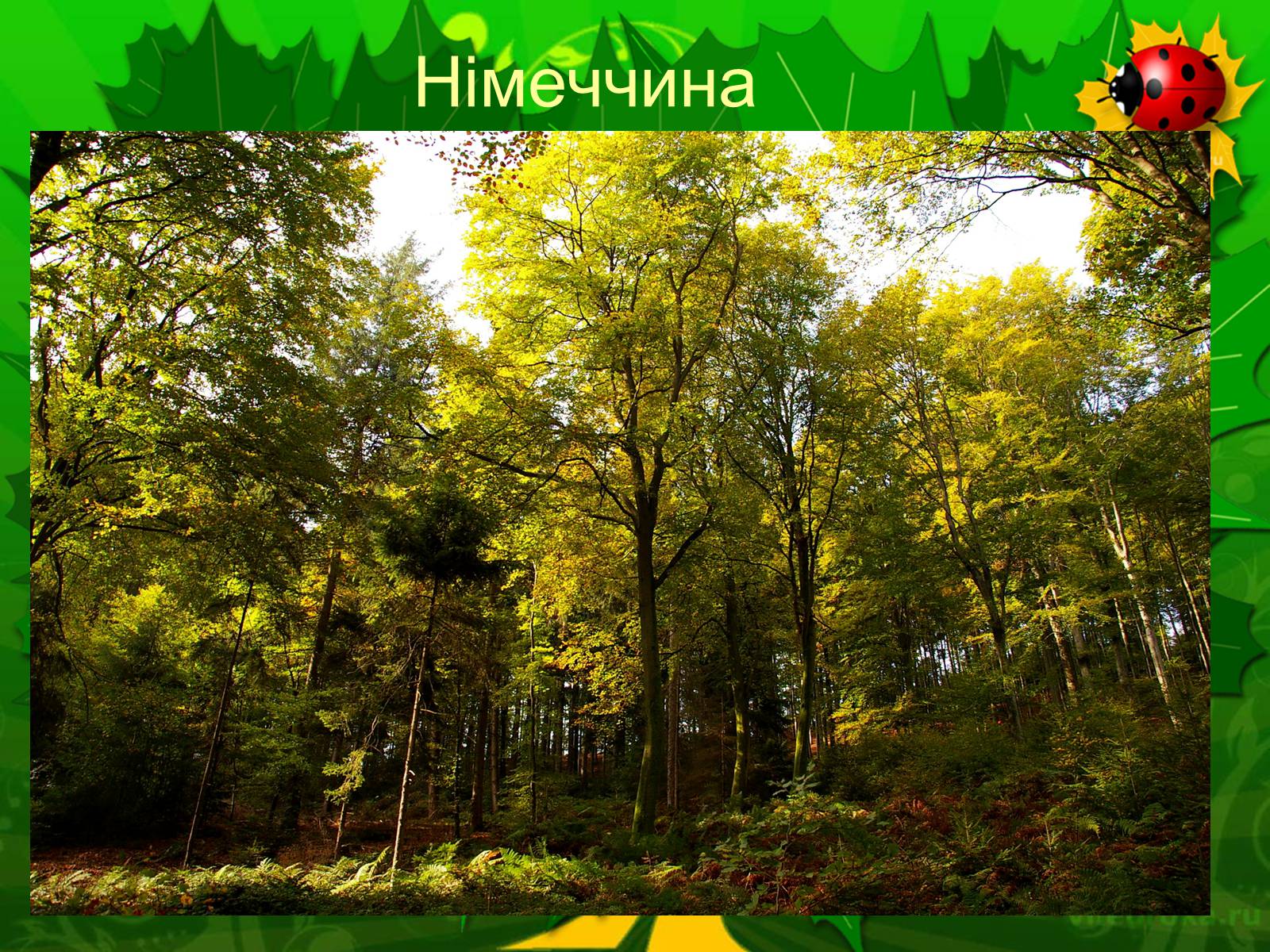 Презентація на тему «Екологічні проблеми лісів України» - Слайд #13