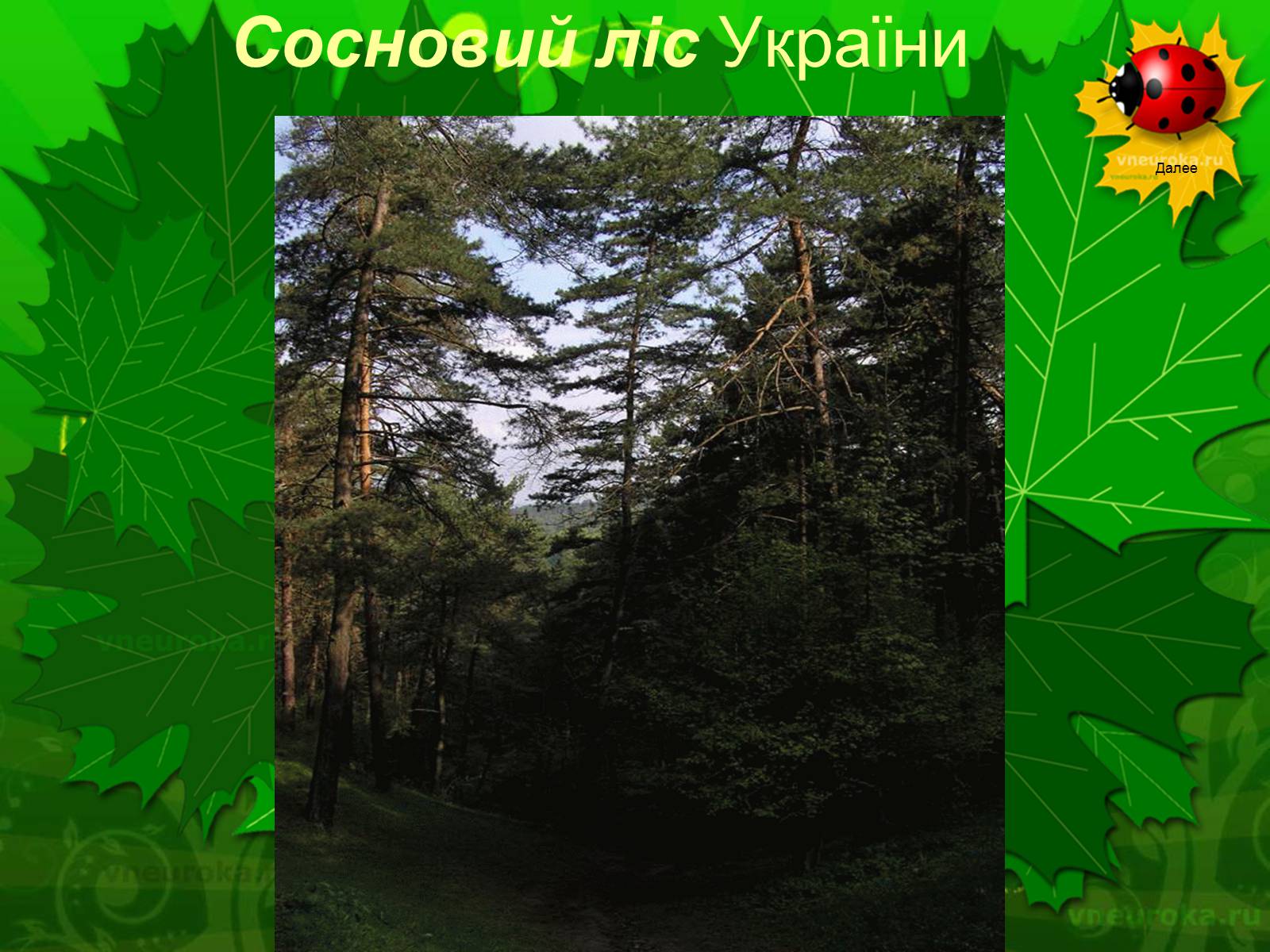 Презентація на тему «Екологічні проблеми лісів України» - Слайд #15