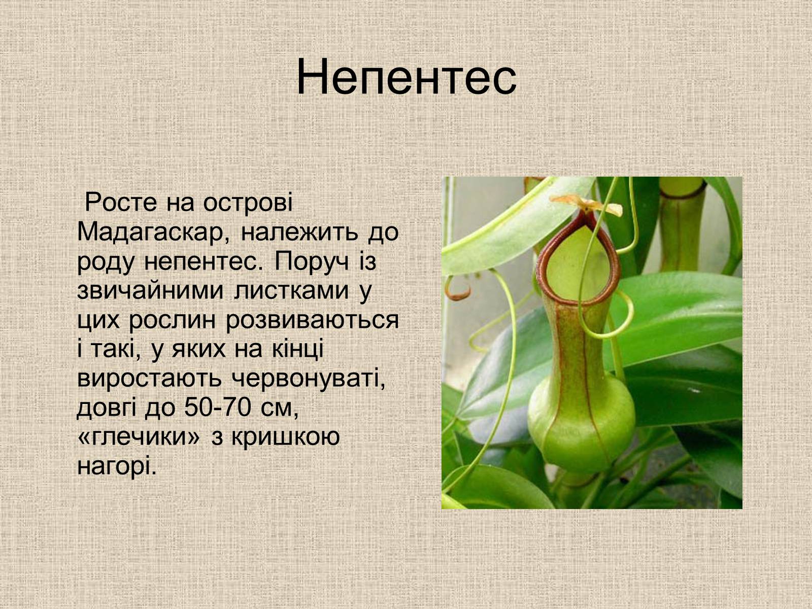 Презентація на тему «Рослини-хижаки» (варіант 1) - Слайд #2