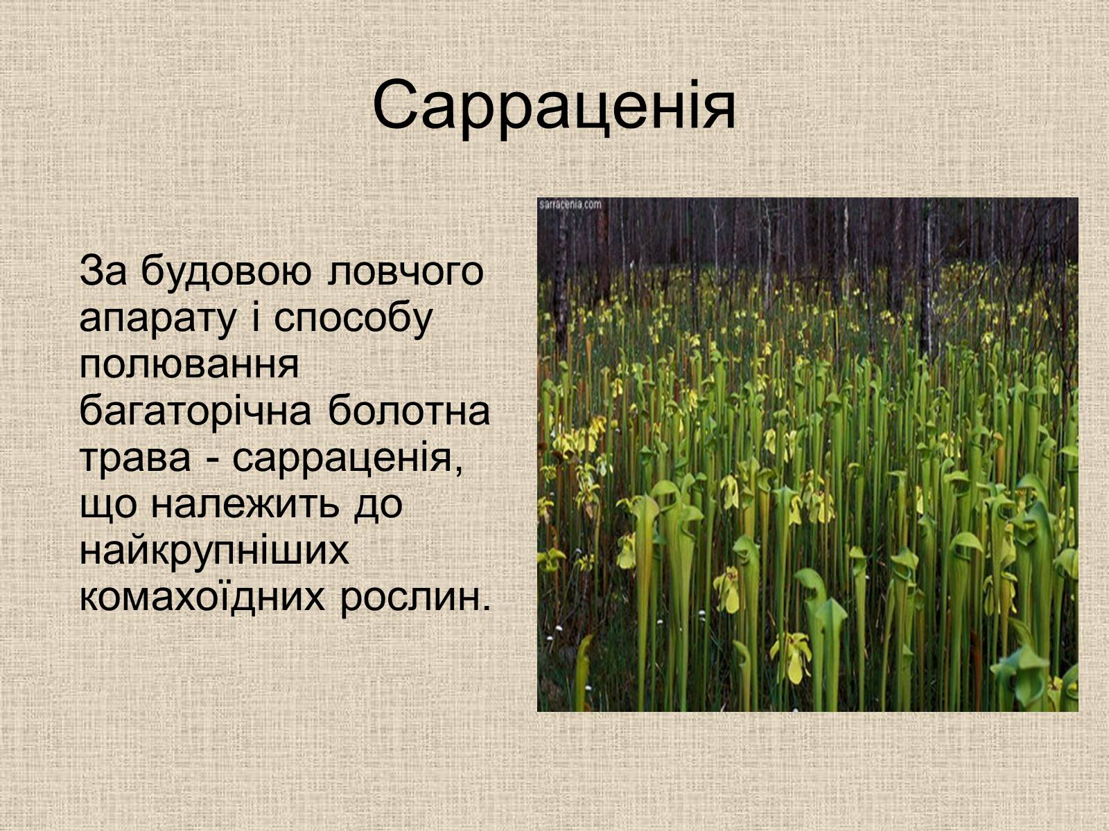 Презентація на тему «Рослини-хижаки» (варіант 1) - Слайд #4