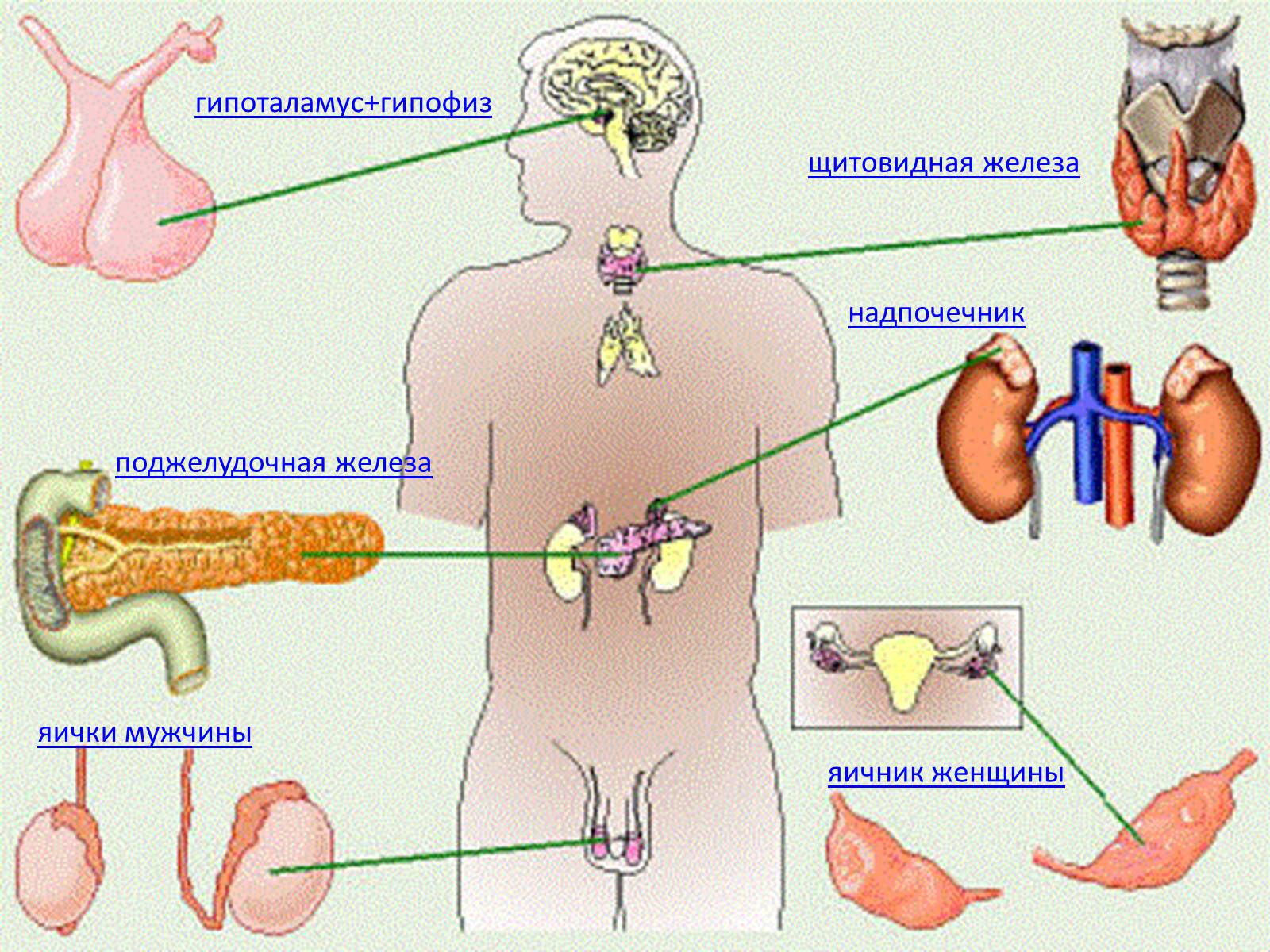 Эндокринная система человека картинки