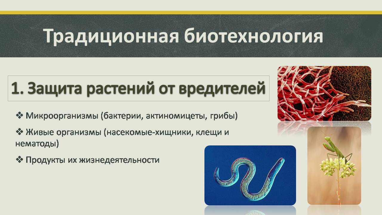 Презентація на тему «Современные направления биотехнологий» - Слайд #3