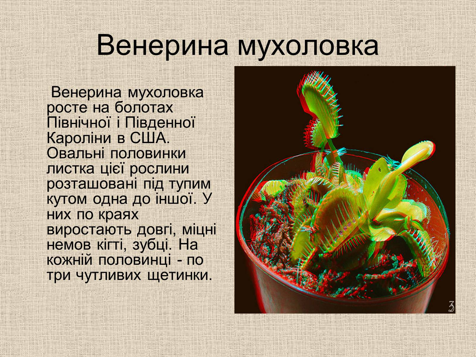 Презентація на тему «Рослини-хижаки» (варіант 1) - Слайд #7