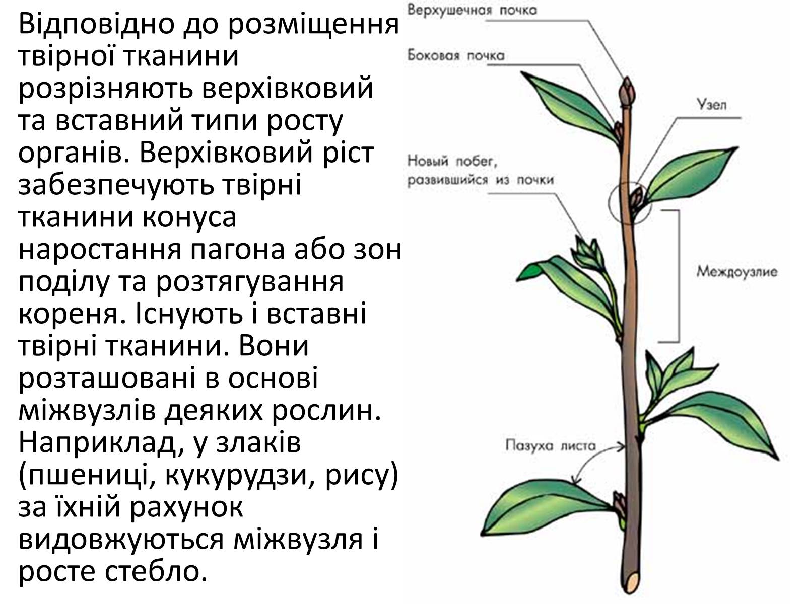 Презентація на тему «Життєвий цикл рослин» (варіант 2) - Слайд #4