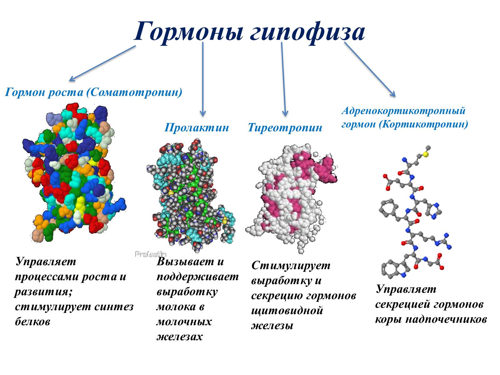 Пролактин биологически. Как выглядят гормоны в организме человека. Тиреотропный гормон строение. Белковые гормоны структура. Соматотропин структура белка.