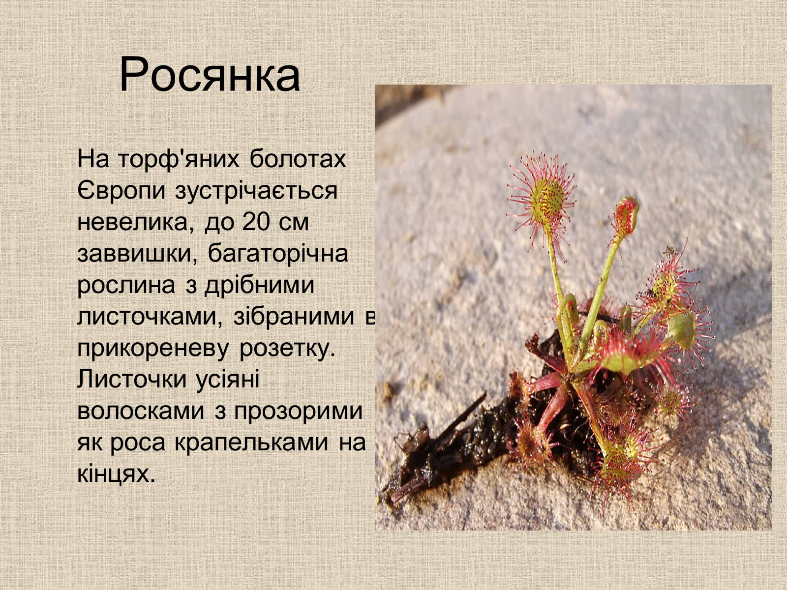 Презентація на тему «Рослини-хижаки» (варіант 1) - Слайд #11