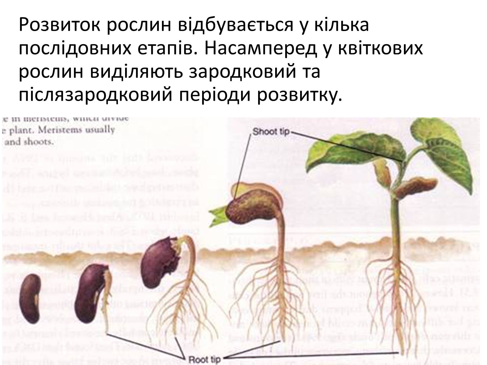 Презентація на тему «Життєвий цикл рослин» (варіант 2) - Слайд #10