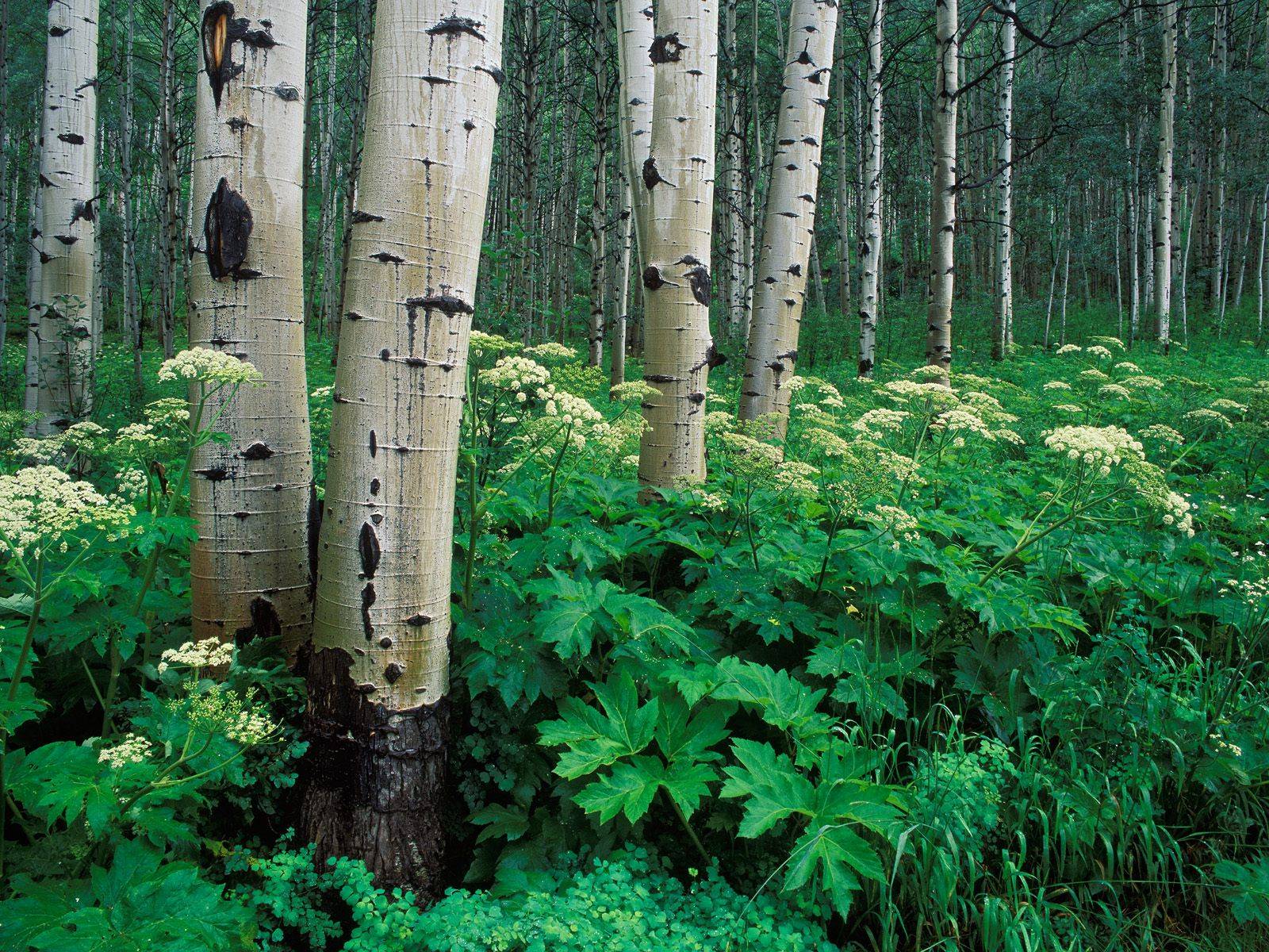 Презентація на тему «Екологічні проблеми лісів України» - Слайд #45