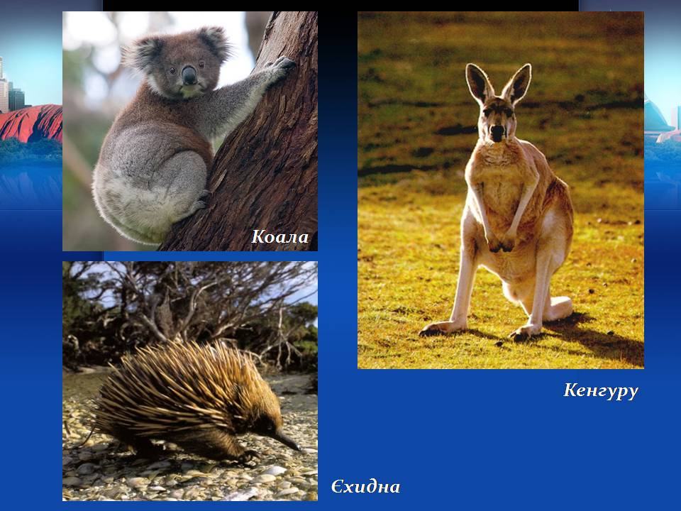 Презентація на тему «Австралія» (варіант 22) - Слайд #20