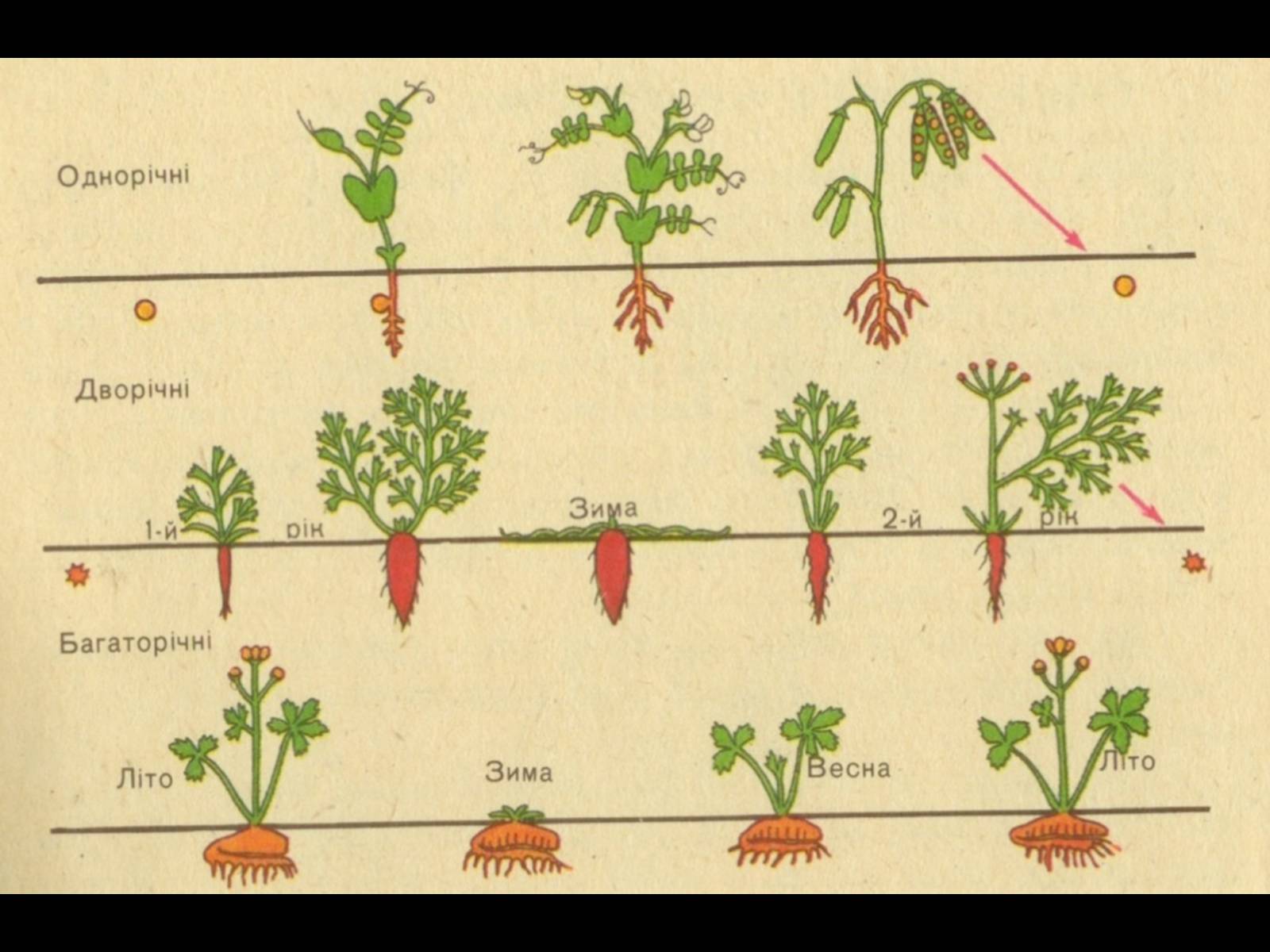 Срок жизни растения. Растения однолетние двулетние многолетние схема. Двулетние растения цикл развития. Цикл жизни однолетнего растения. Фазы развития двулетних растений.