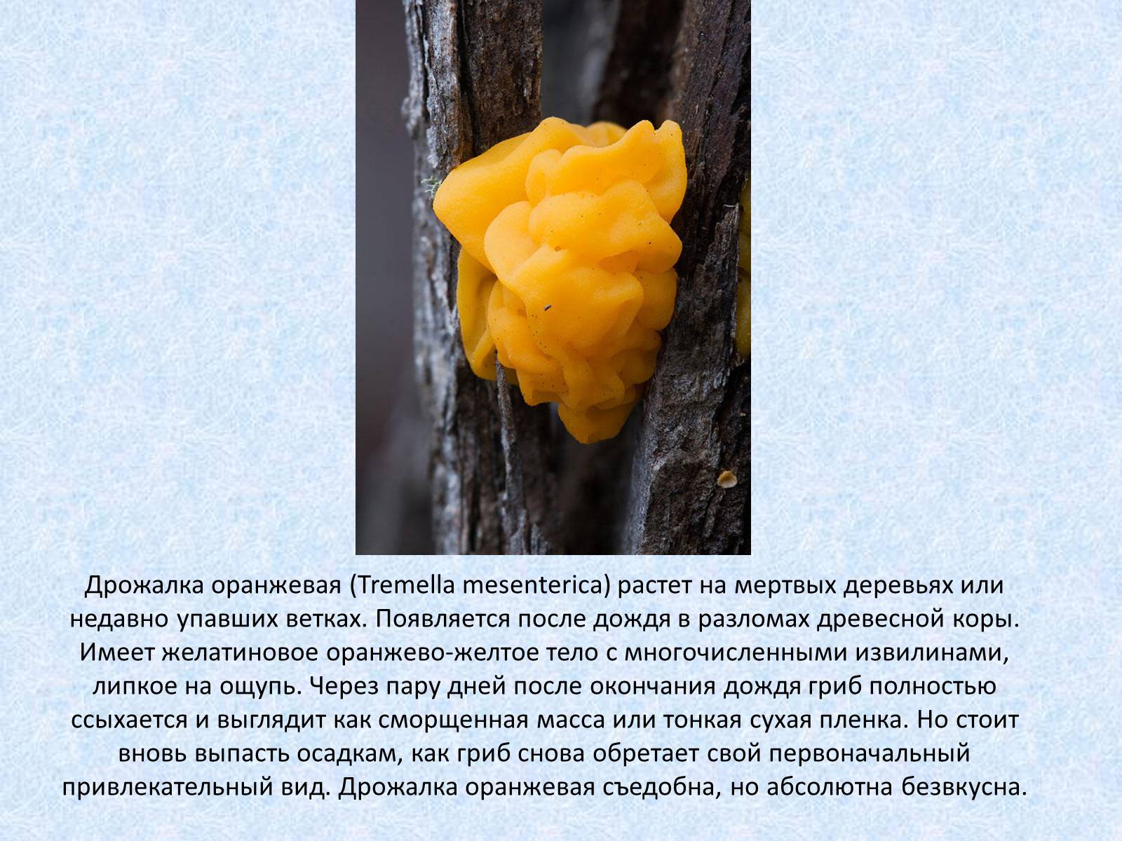 Презентація на тему «Самые красивые грибы» - Слайд #4