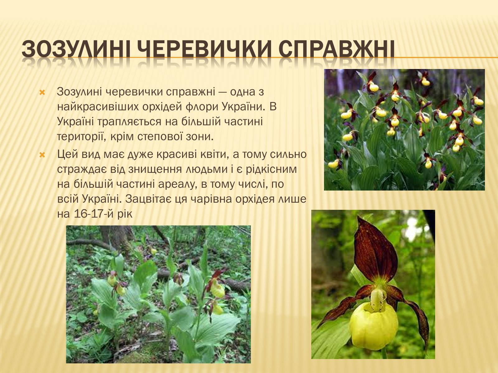 Презентація на тему «Рослини занесені до Червоної книги України» - Слайд #2