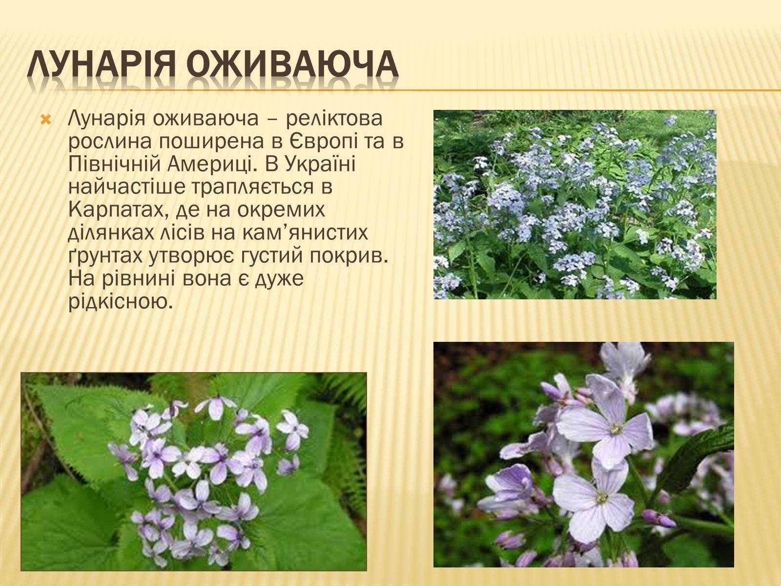 Презентація на тему «Рослини занесені до Червоної книги України» - Слайд #3