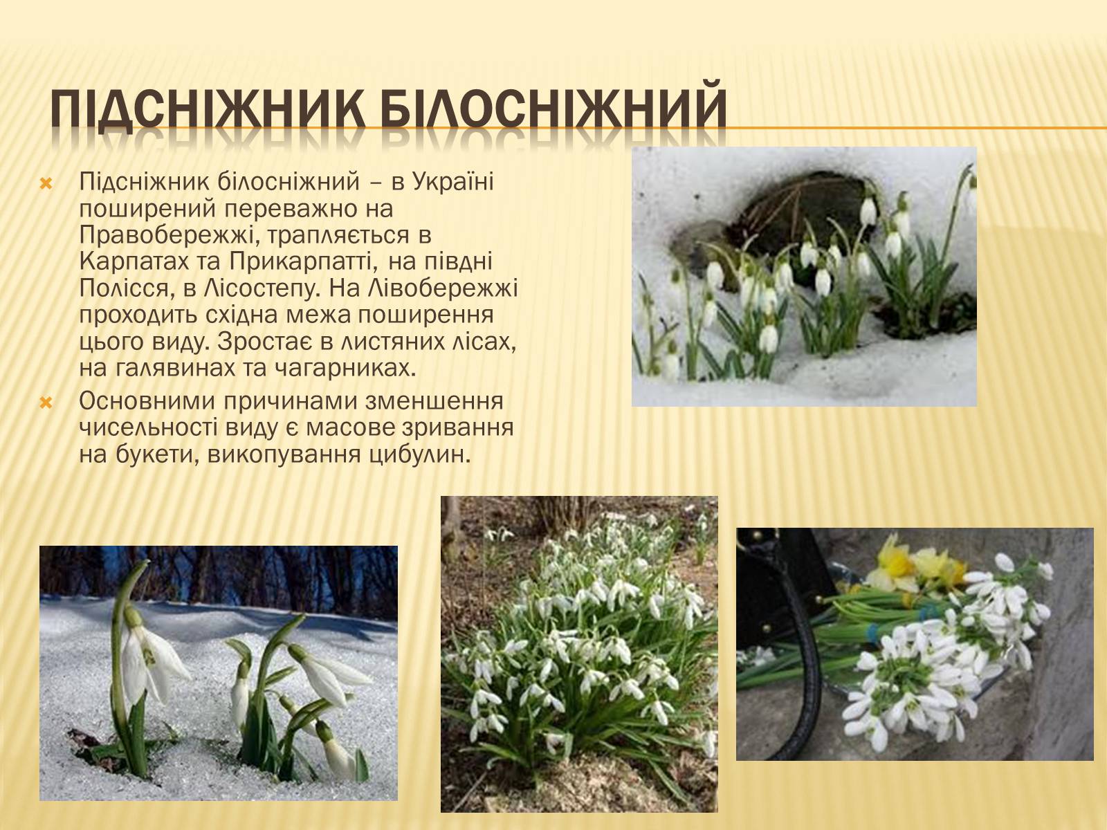 Презентація на тему «Рослини занесені до Червоної книги України» - Слайд #4