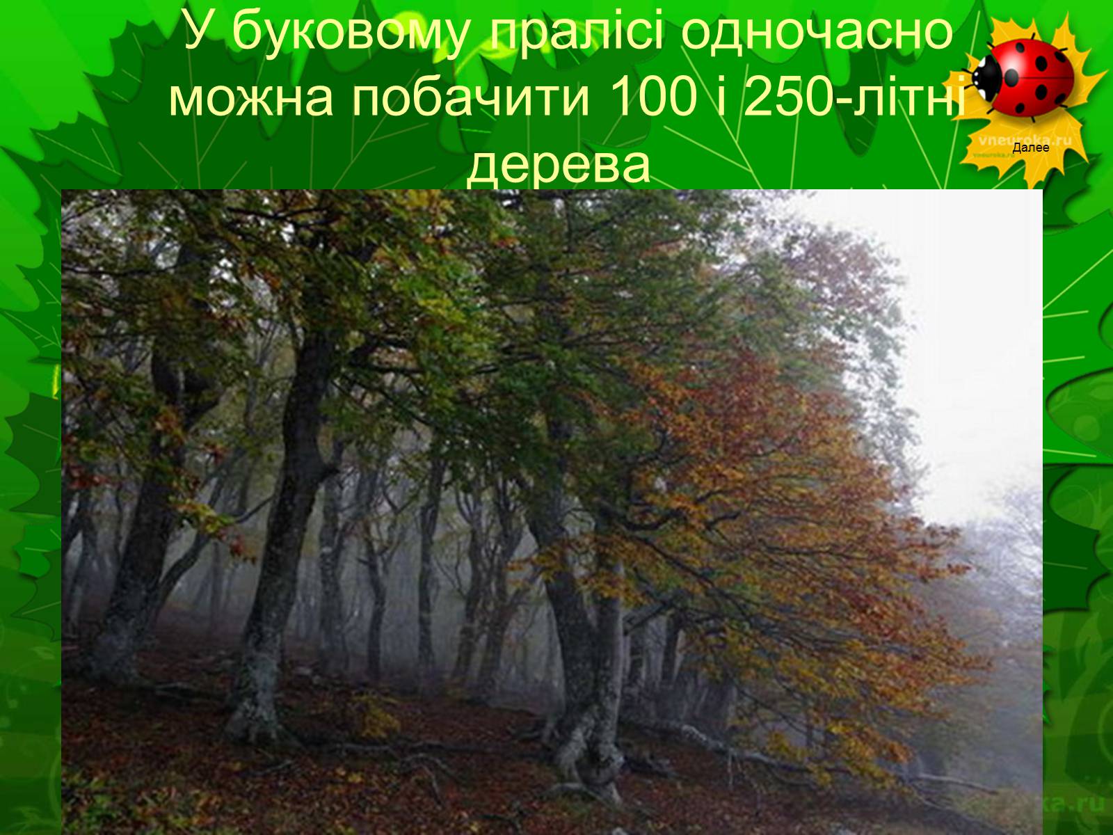 Презентація на тему «Екологічні проблеми лісів України» - Слайд #52