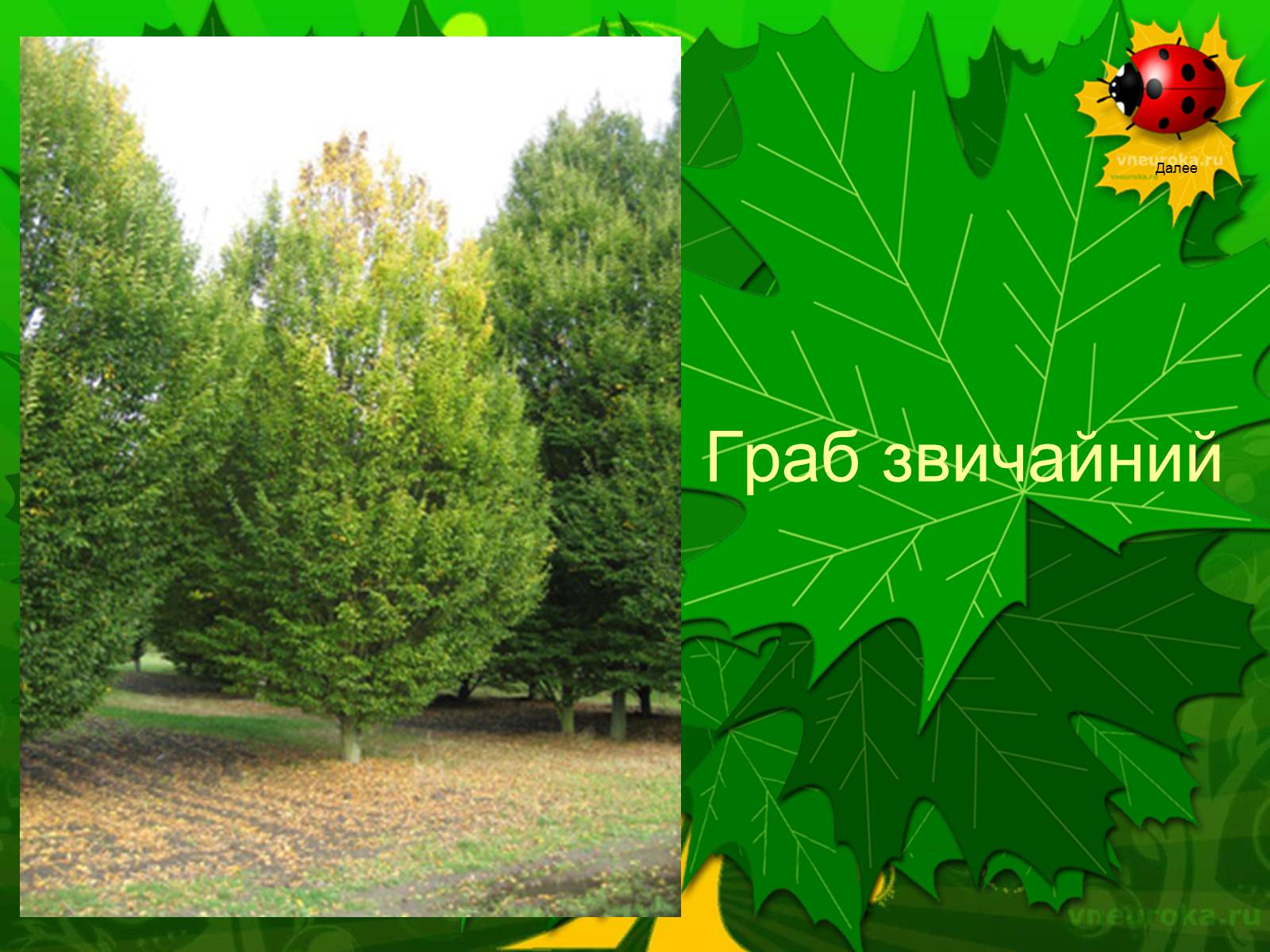 Презентація на тему «Екологічні проблеми лісів України» - Слайд #53