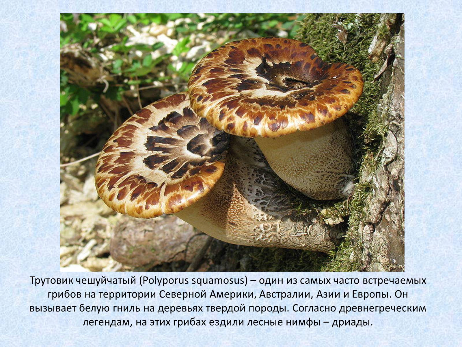 Презентація на тему «Самые красивые грибы» - Слайд #8